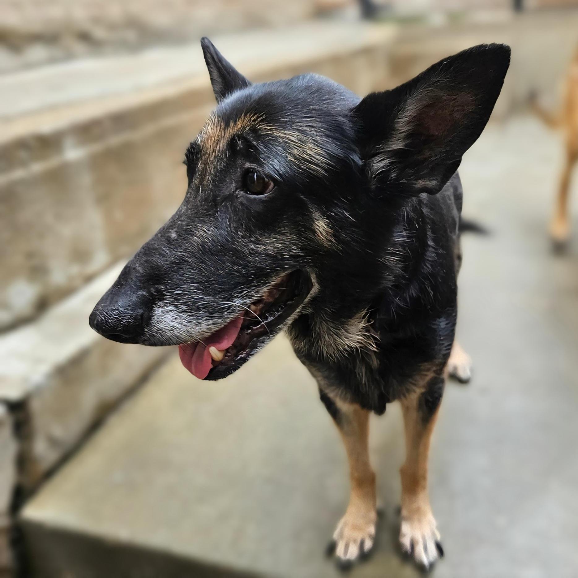 Enlarge Skylar (Sweetheart!) , a ADOPTABLE German Shepherd Dog in Chicago, IL image 3/6