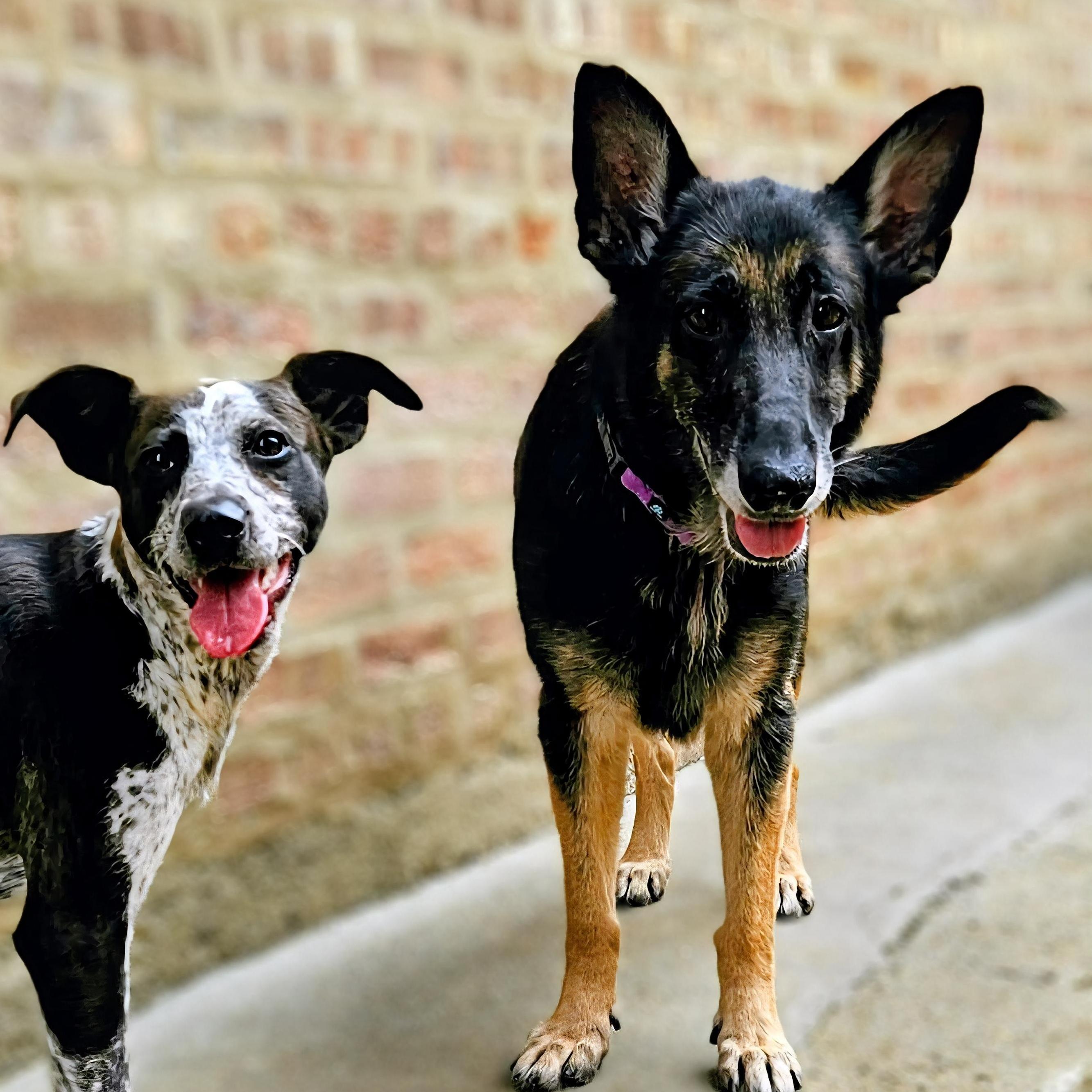 Enlarge Skylar (Sweetheart!) , a ADOPTABLE German Shepherd Dog in Chicago, IL image 5/6