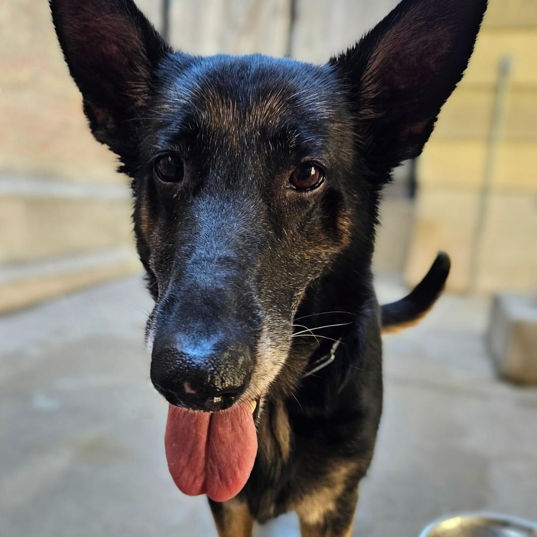 Enlarge Skylar (Sweetheart!) , a ADOPTABLE German Shepherd Dog in Chicago, IL image 6/6