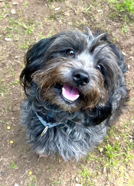 RIVER, Adoptable, Young Male Shih Tzu.