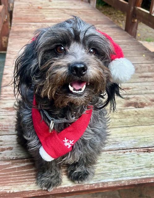 Enlarge RIVER, a Adoptable mixed breed in Los Angeles, CA image 2/5