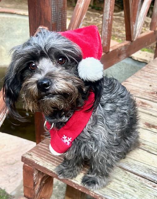 RIVER, Adoptable, Young Male Shih Tzu.