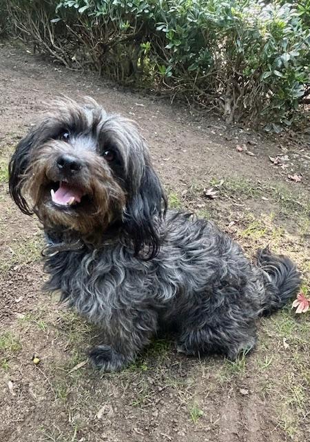 Enlarge RIVER, a Adoptable mixed breed in Los Angeles, CA image 5/5