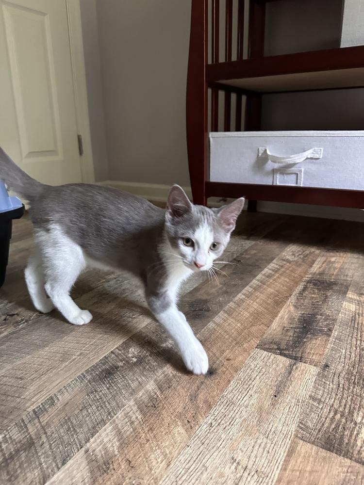 Bob, Adoptable, Kitten Male Domestic Short Hair.