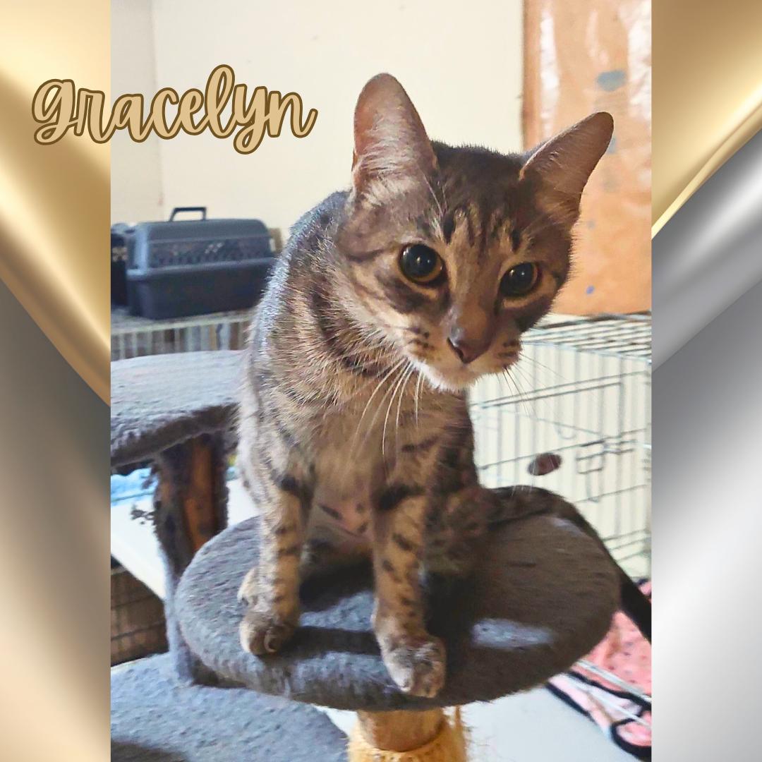 Gracelyn, Adoptable, Adult Female Tabby.
