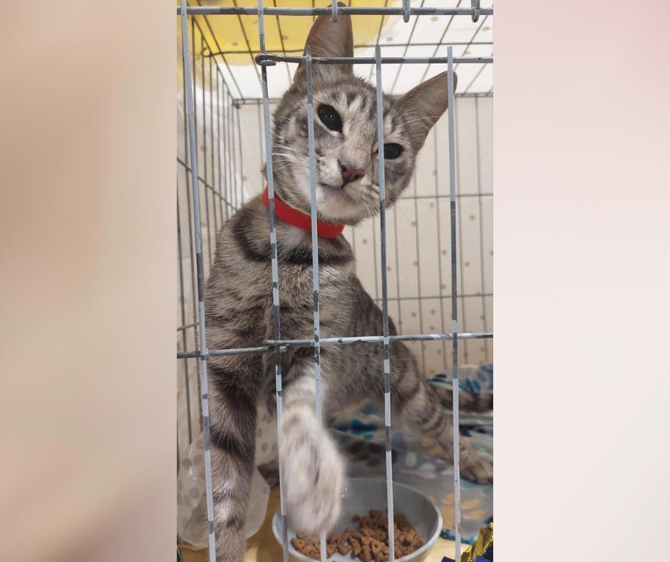 Enlarge Gracelyn, a Adoptable Tabby in Orange City, FL image 2/2