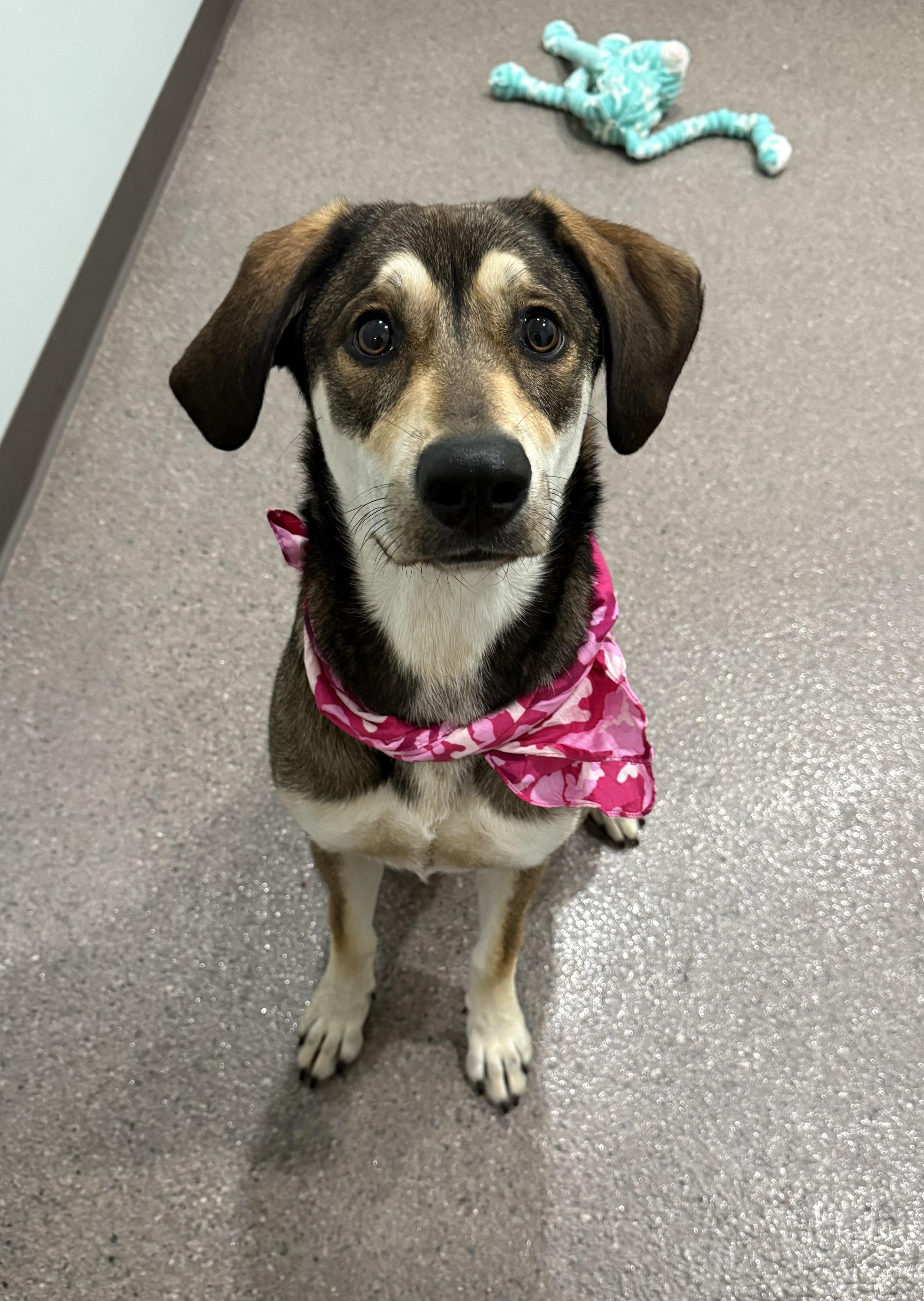 Jenny, an adoptable Mixed Breed in Sault Sainte Marie, MI, 49783 | Photo Image 1