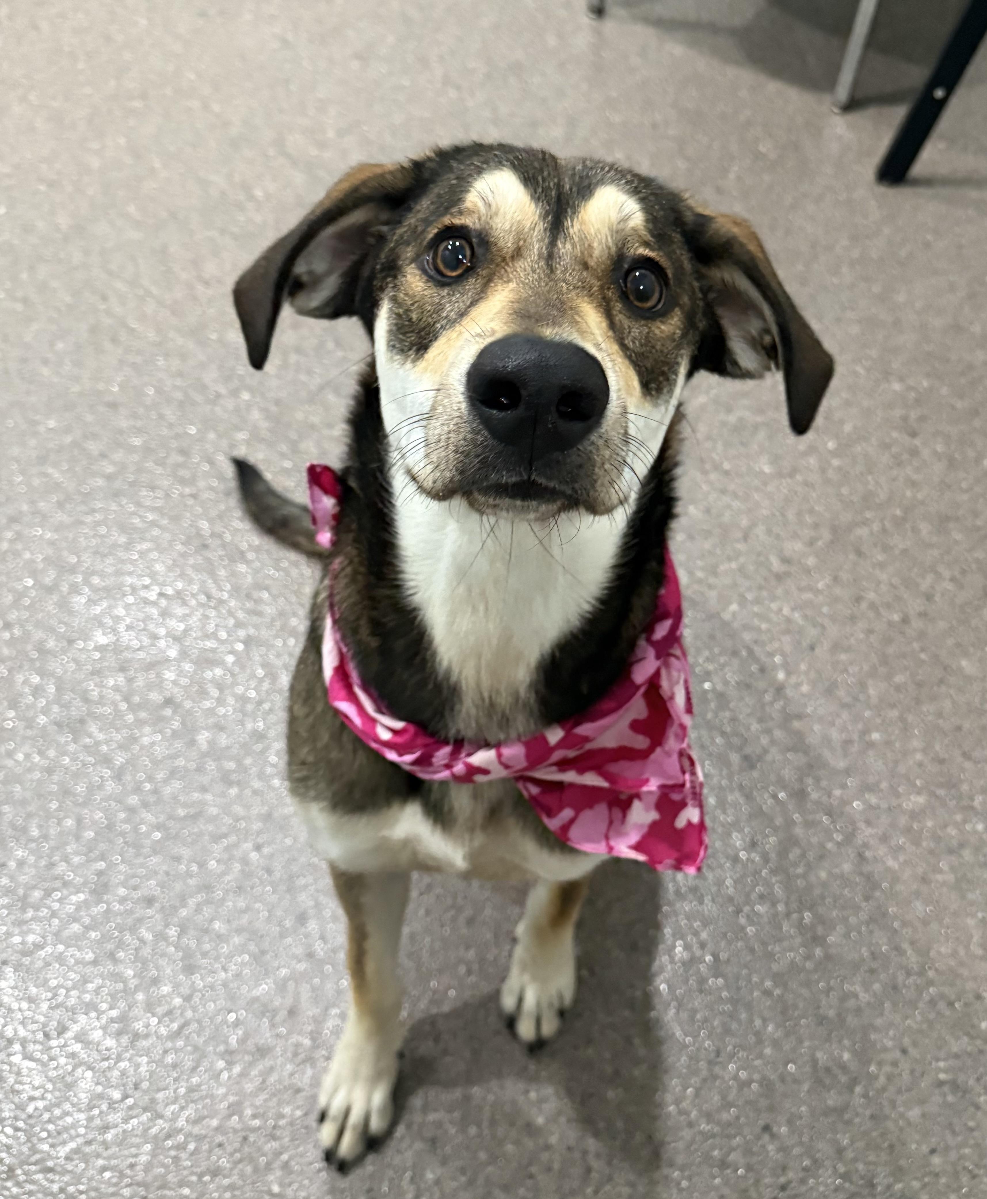 Jenny, an adoptable Mixed Breed in Sault Sainte Marie, MI, 49783 | Photo Image 3