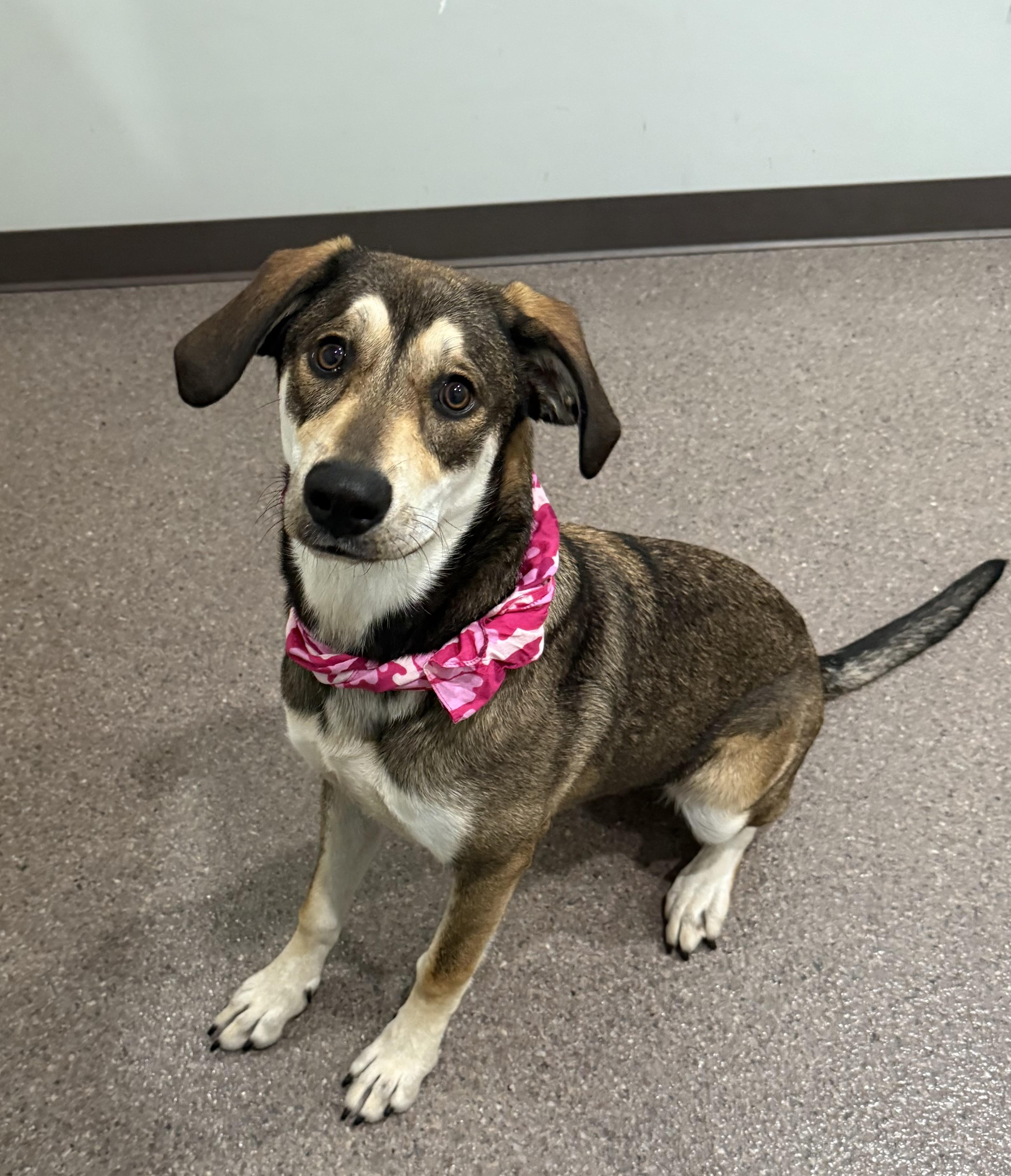 Jenny, an adoptable Mixed Breed in Sault Sainte Marie, MI, 49783 | Photo Image 2
