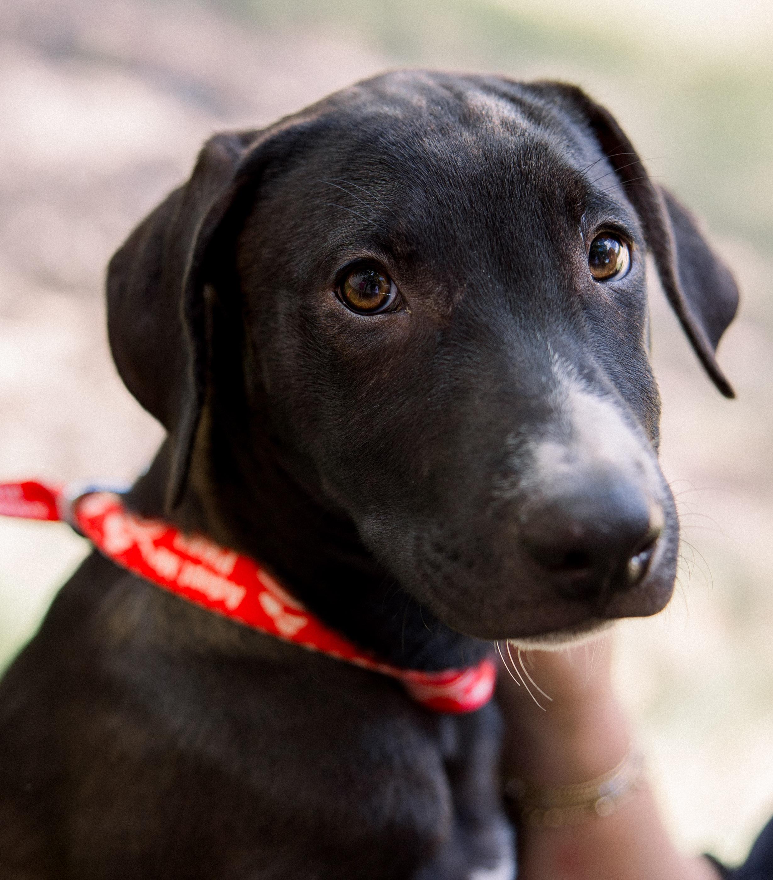 Enlarge Huck, a Adoptable Mixed Breed in Bryan, TX image 2/2