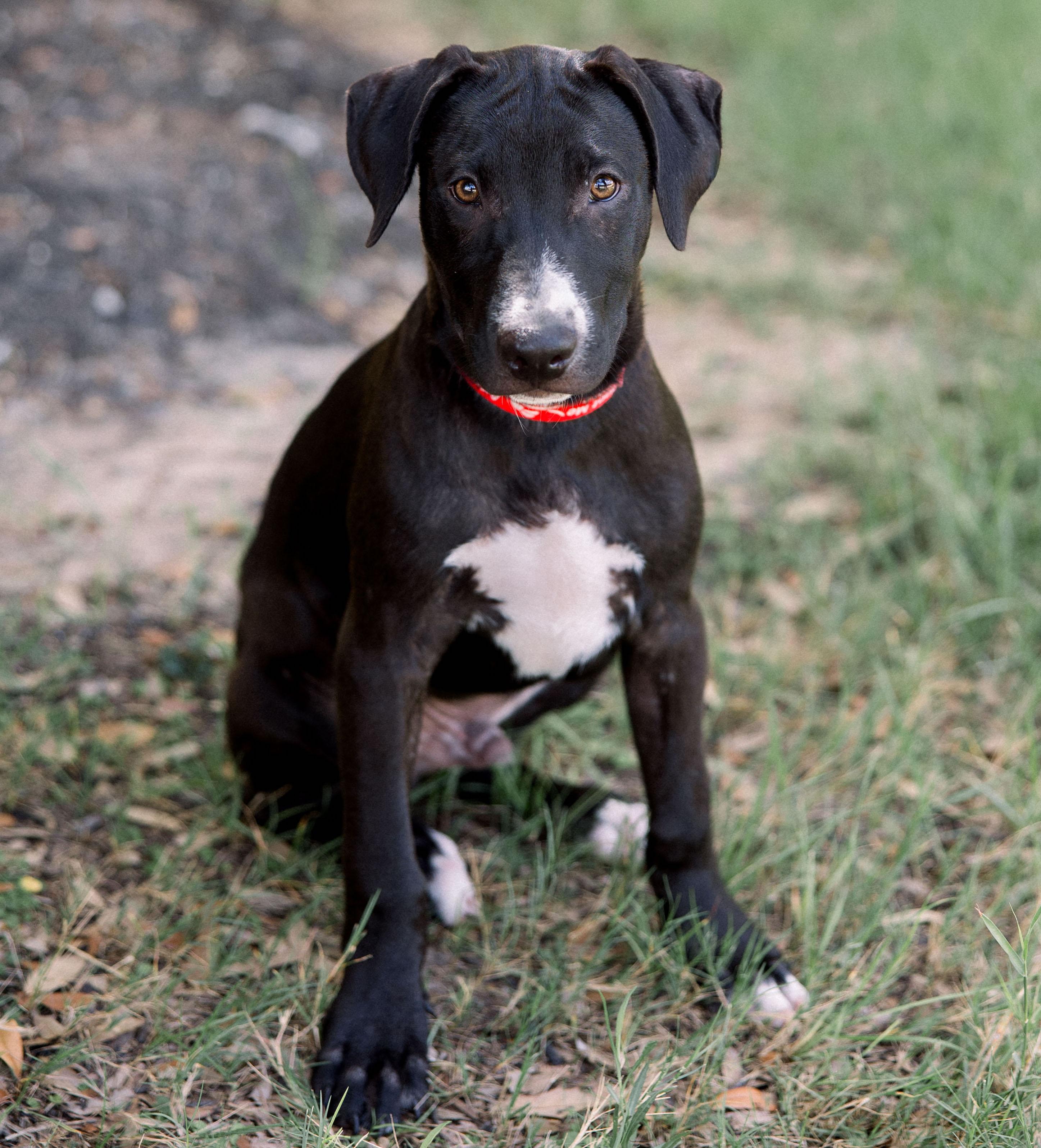 Huck, Adoptable, Puppy Male Mixed Breed.