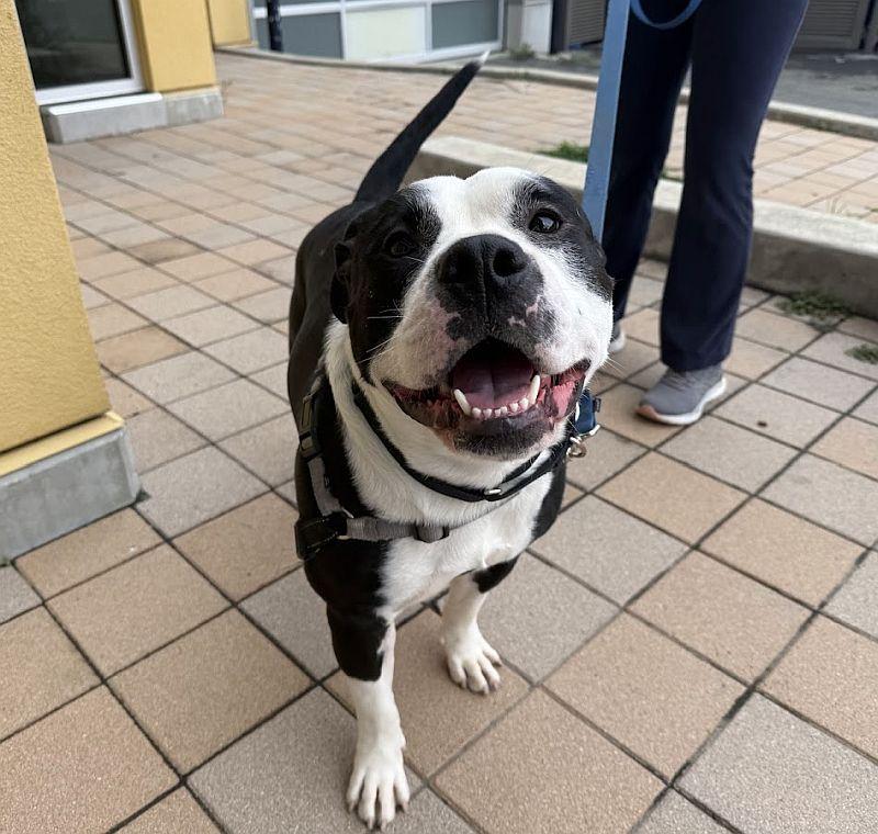 Bruce, Adoptable, Adult Male Pit Bull Terrier.