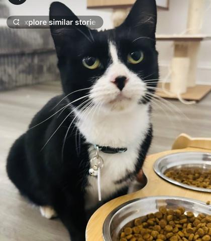 Enlarge Baubles (Pounce Cat Cafe), a Adoptable Domestic Short Hair in Savannah, GA image 1/1