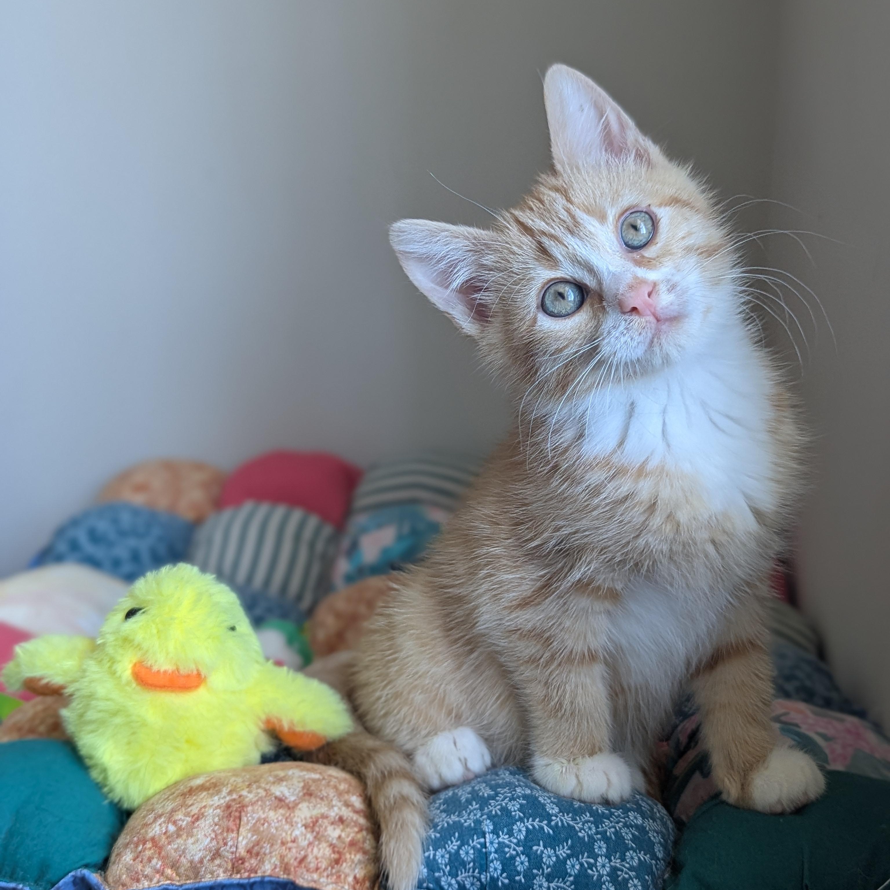 Enlarge Mai Tai (Cocktails litter), an adopted Domestic Medium Hair in Decatur, GA image 2/6