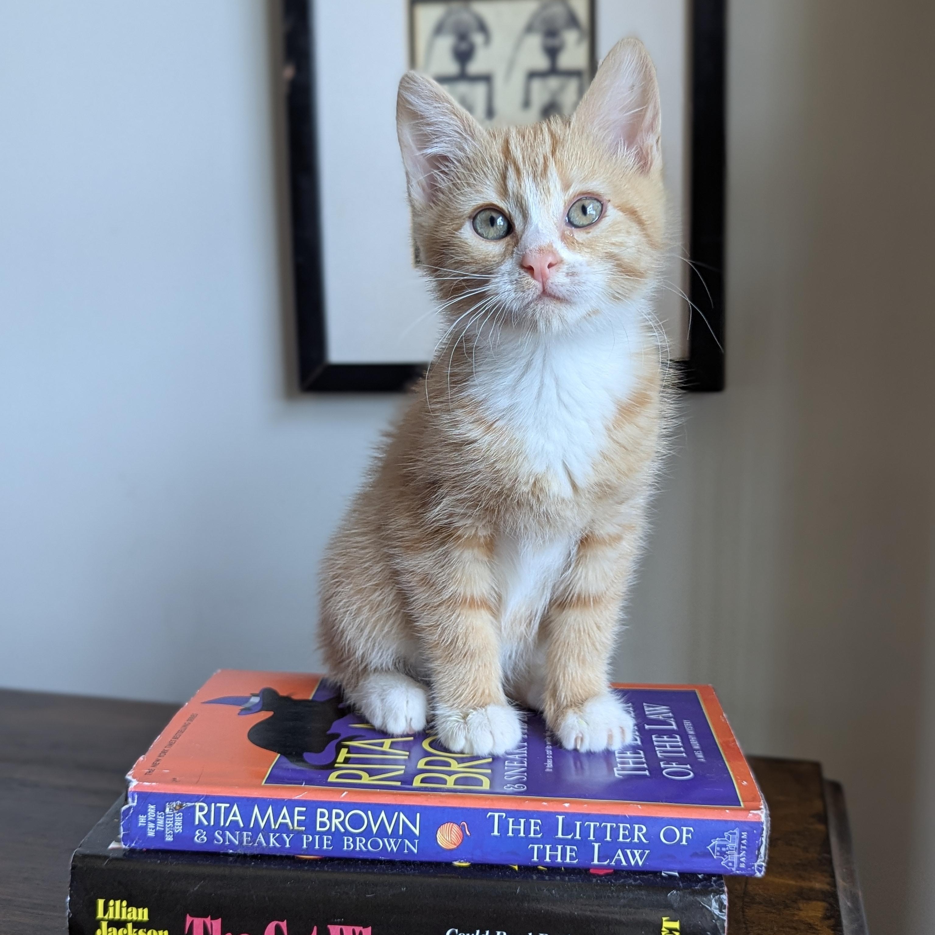 Enlarge Mai Tai (Cocktails litter), an adopted Domestic Medium Hair in Decatur, GA image 1/6