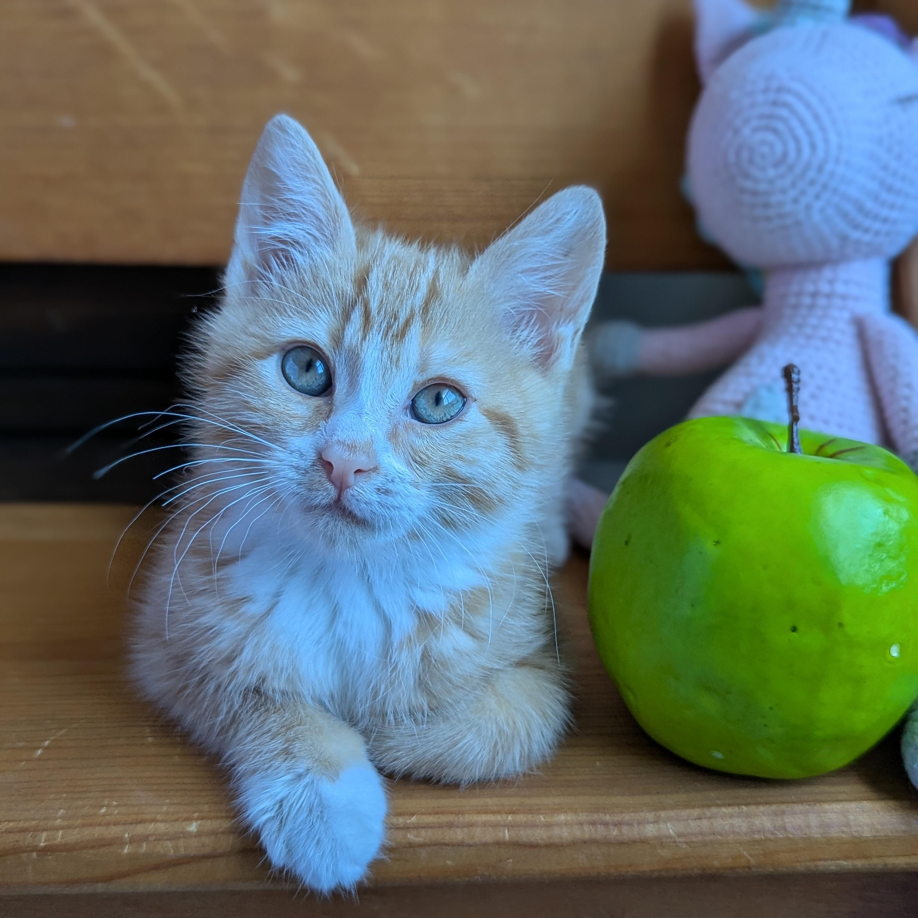 Enlarge Mai Tai (Cocktails litter), an adopted Domestic Medium Hair in Decatur, GA image 4/6