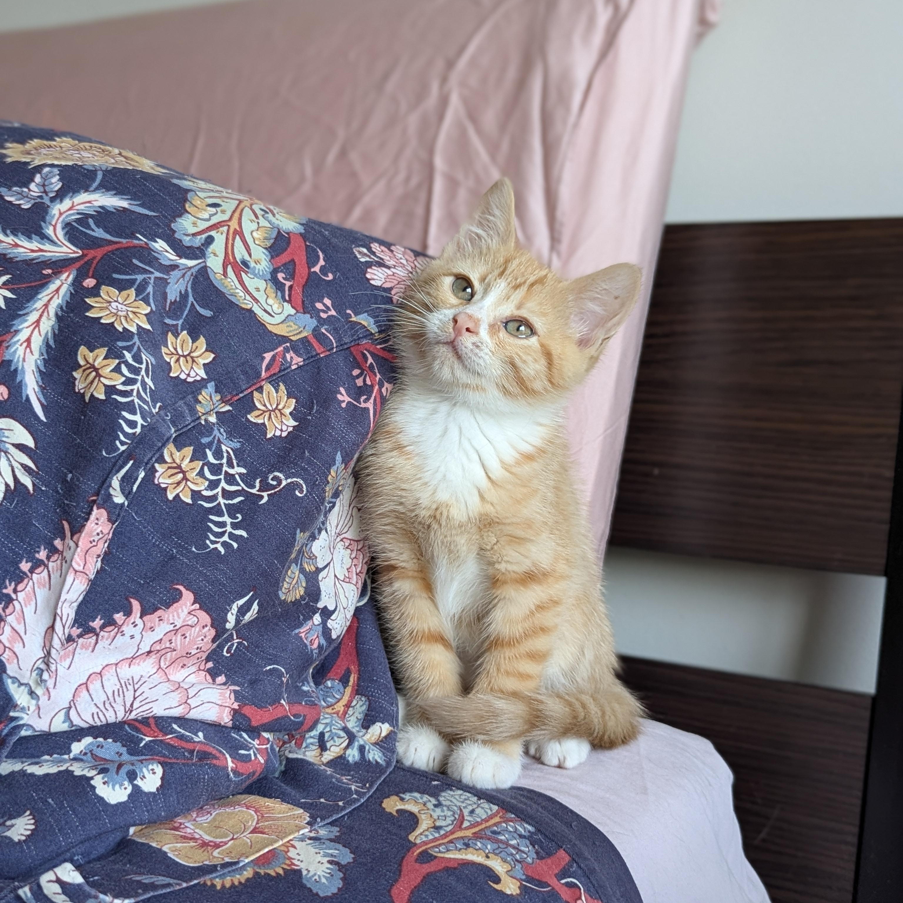 Enlarge Mai Tai (Cocktails litter), an adopted Domestic Medium Hair in Decatur, GA image 3/6