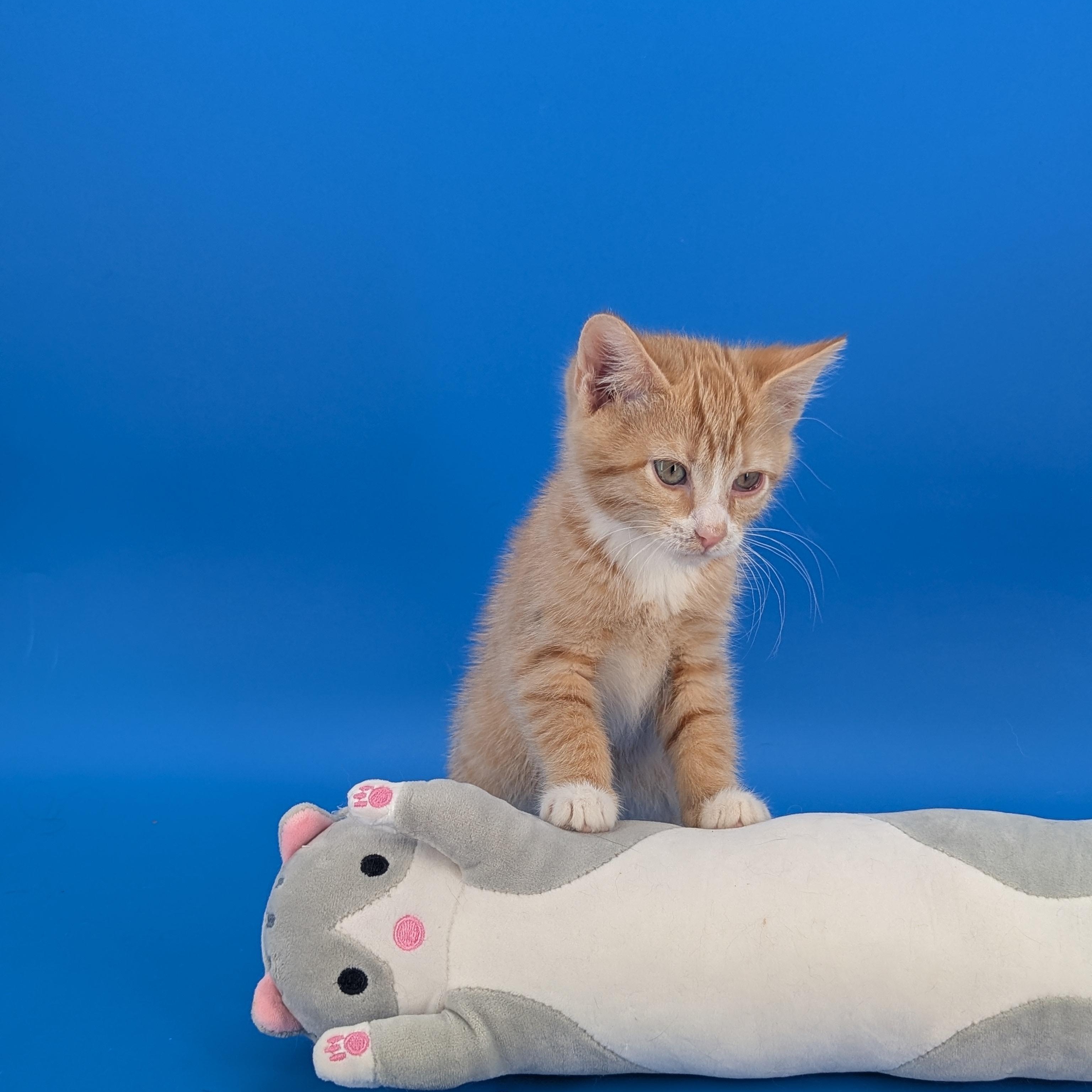 Enlarge Mai Tai (Cocktails litter), an adopted Domestic Medium Hair in Decatur, GA image 5/6