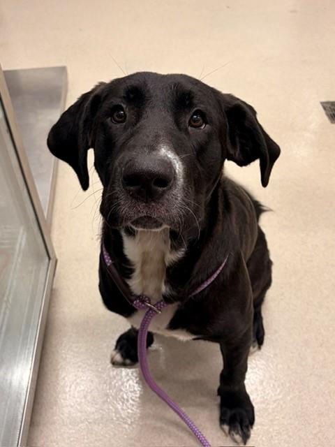 Enlarge LEO, a Adoptable Labrador Retriever in Baytown, TX image 1/1