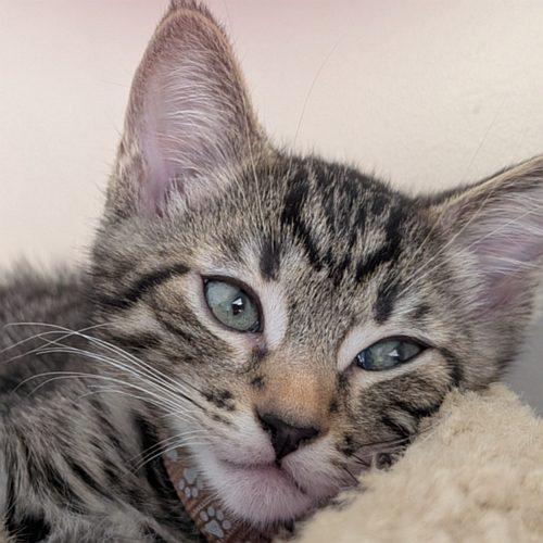 THUNDER, Adopted, Kitten Male Domestic Short Hair.
