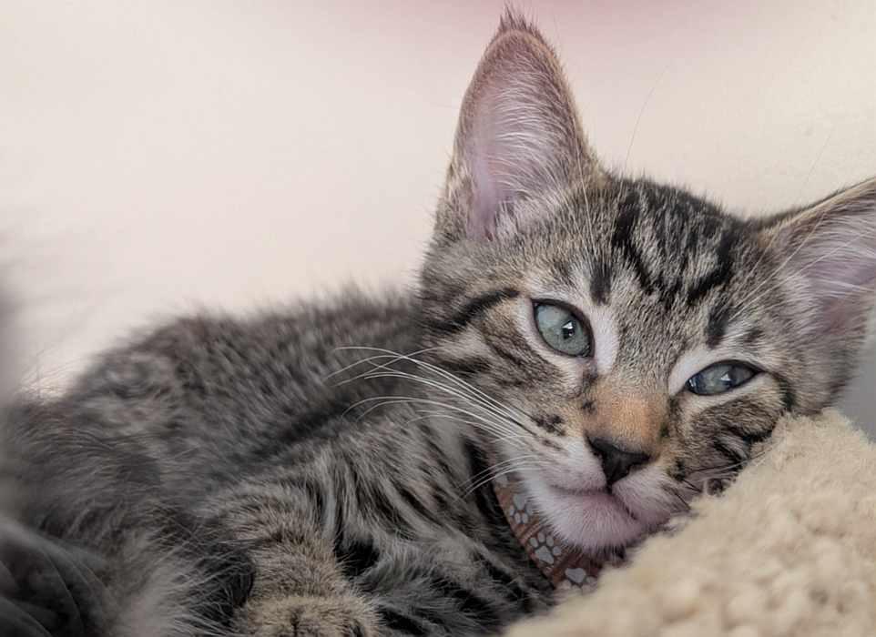 Enlarge THUNDER, a Adopted Domestic Short Hair in Sequim, WA image 2/2