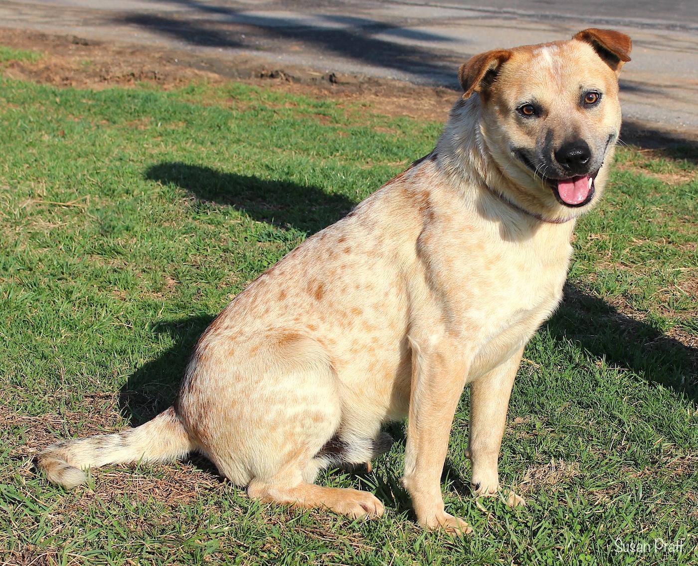 Enlarge Cowboy, an adoptable mixed breed in Bedford, VA image 2/3