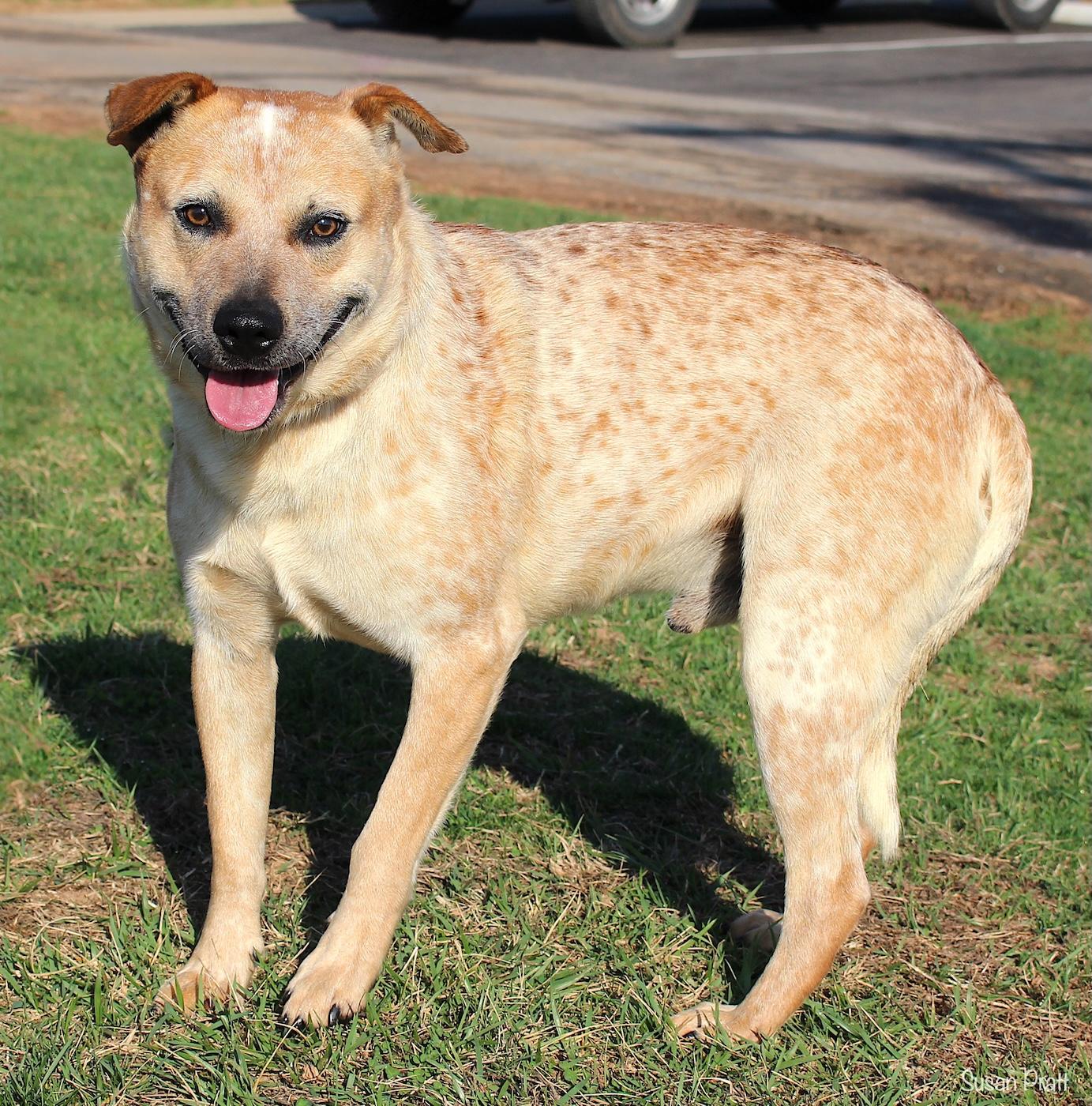 Enlarge Cowboy, an adoptable mixed breed in Bedford, VA image 3/3