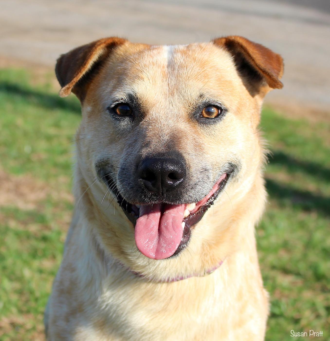 Enlarge Cowboy, an adoptable mixed breed in Bedford, VA image 1/3
