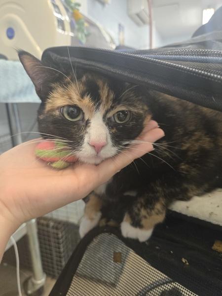 Cali, Adoptable, Adult Female Domestic Short Hair.