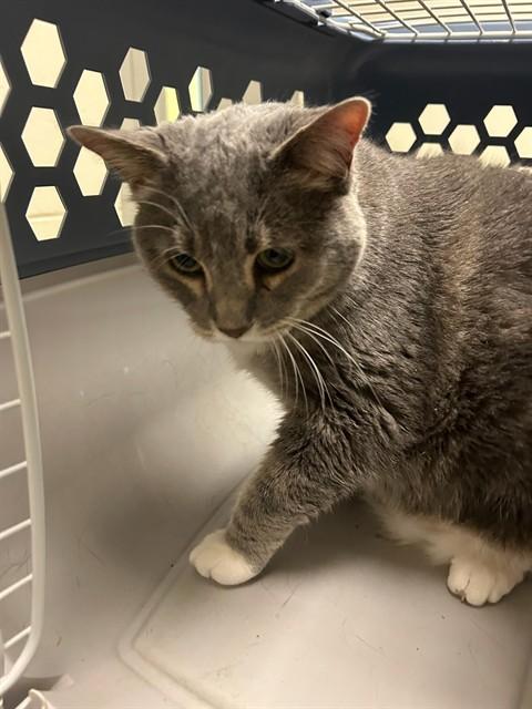 Enlarge AVA, a Adoptable Domestic Short Hair in Brighton, CO image 1/1