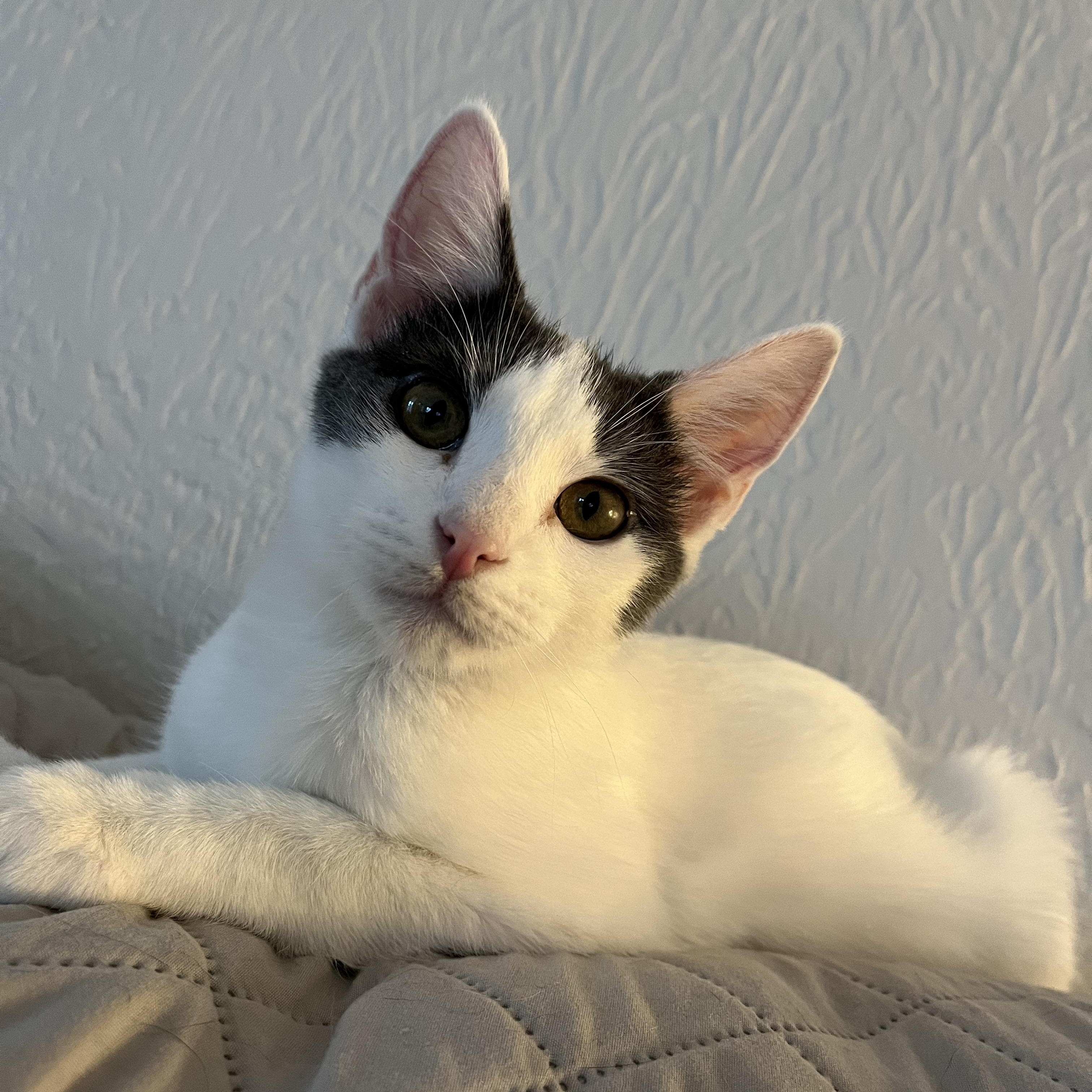 Casper, a Adoptable mixed breed in Massillon, OH image 1/6