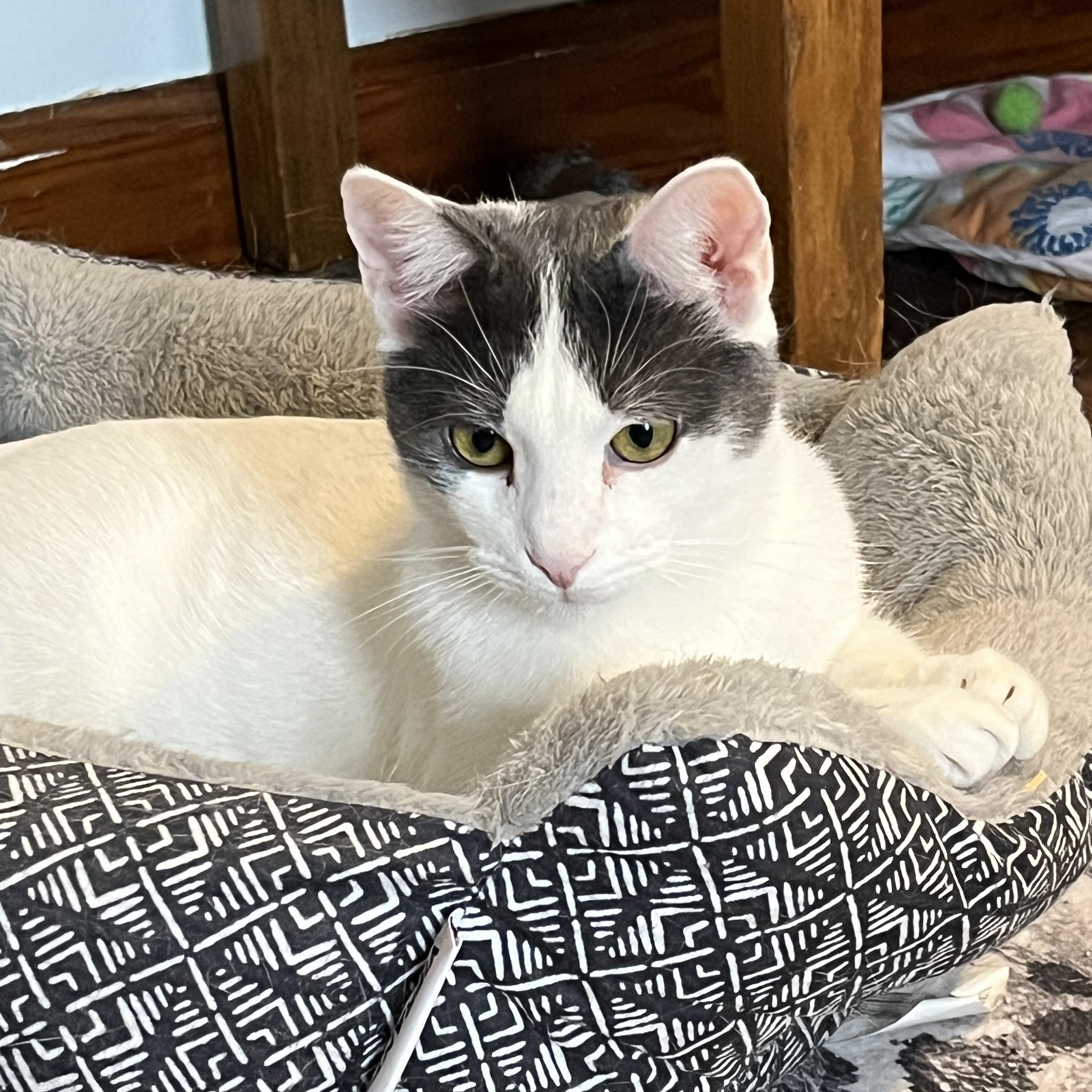 Enlarge Casper, a Adoptable mixed breed in Massillon, OH image 5/6