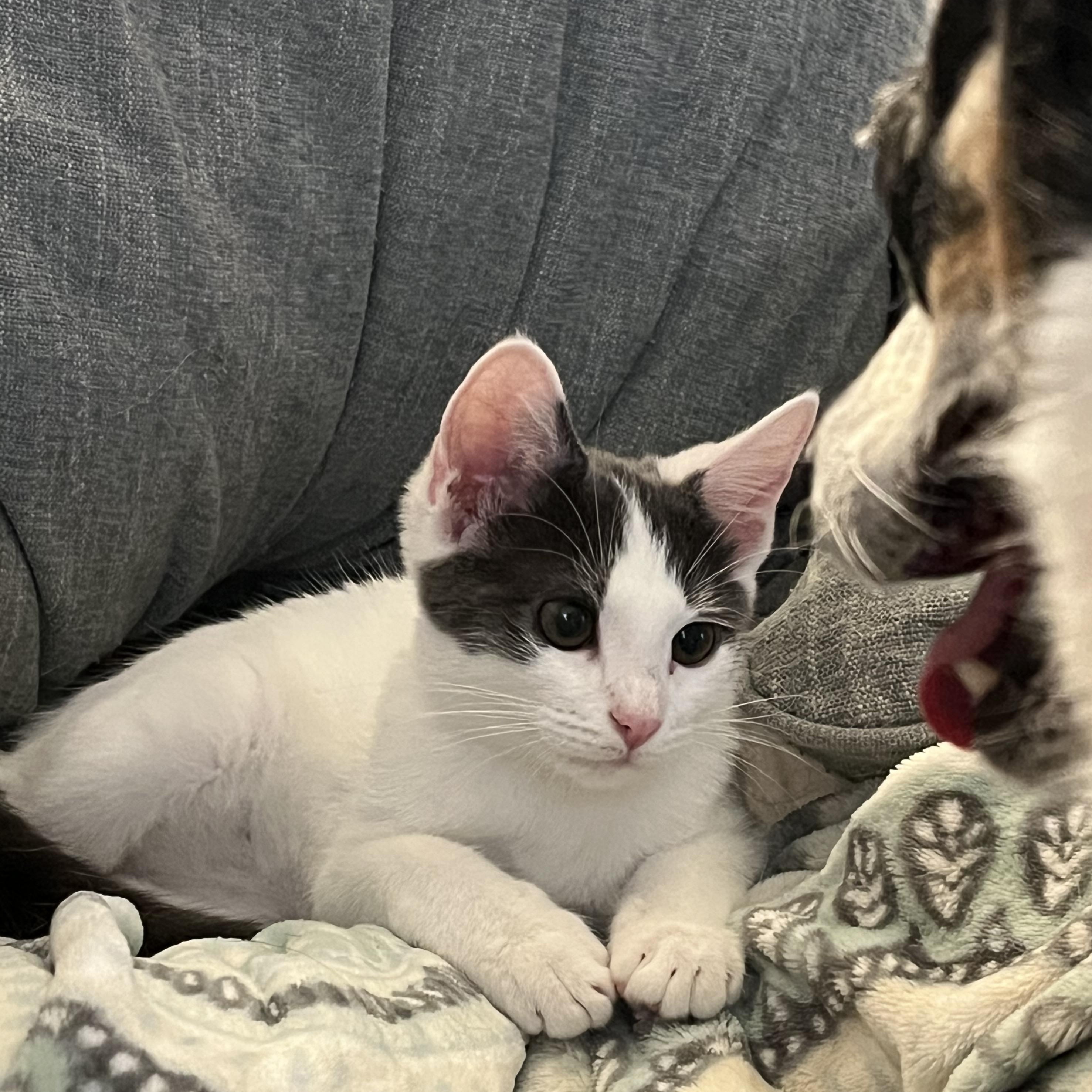 Casper, a Adoptable mixed breed in Massillon, OH image 3/6