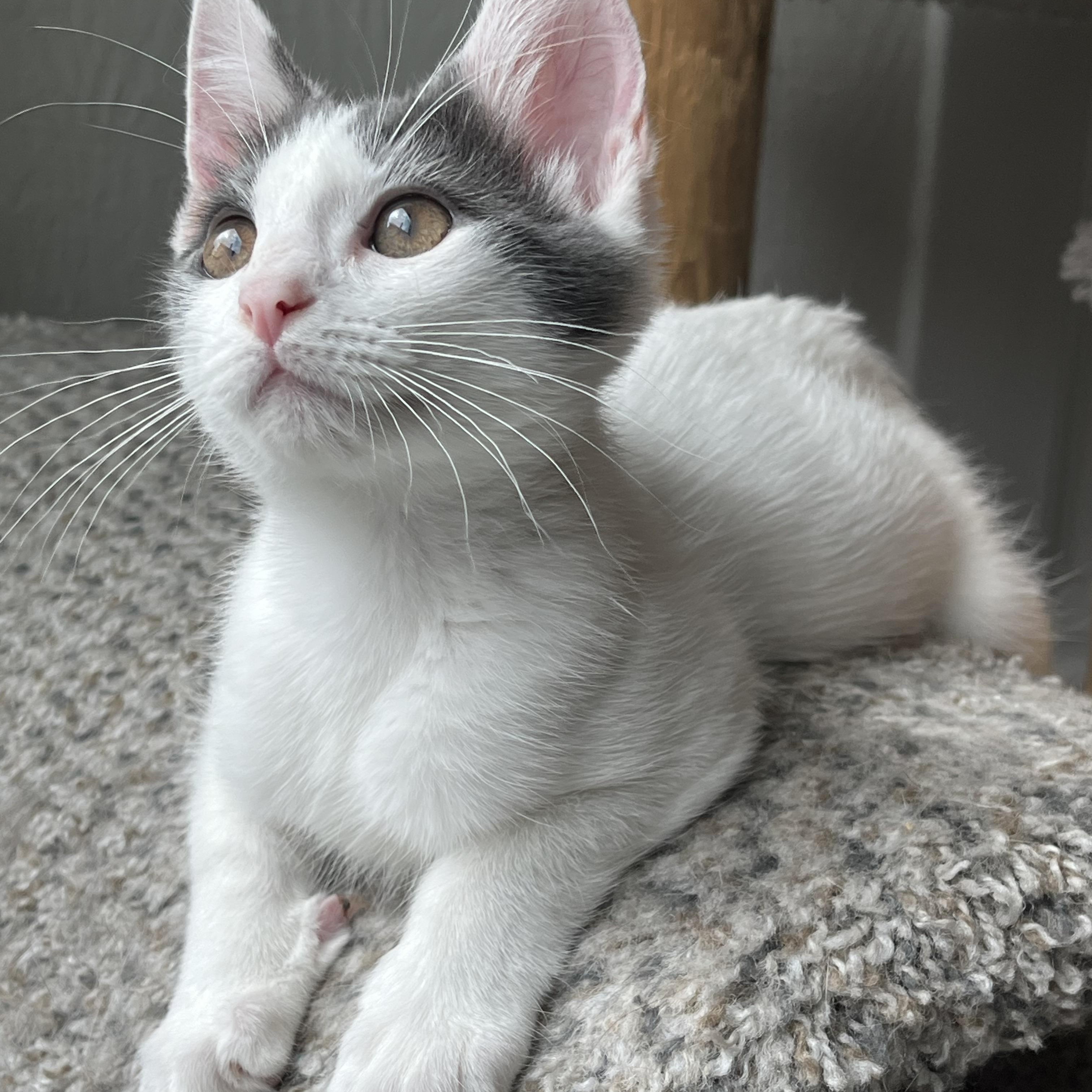 Casper, a Adoptable mixed breed in Massillon, OH image 5/6