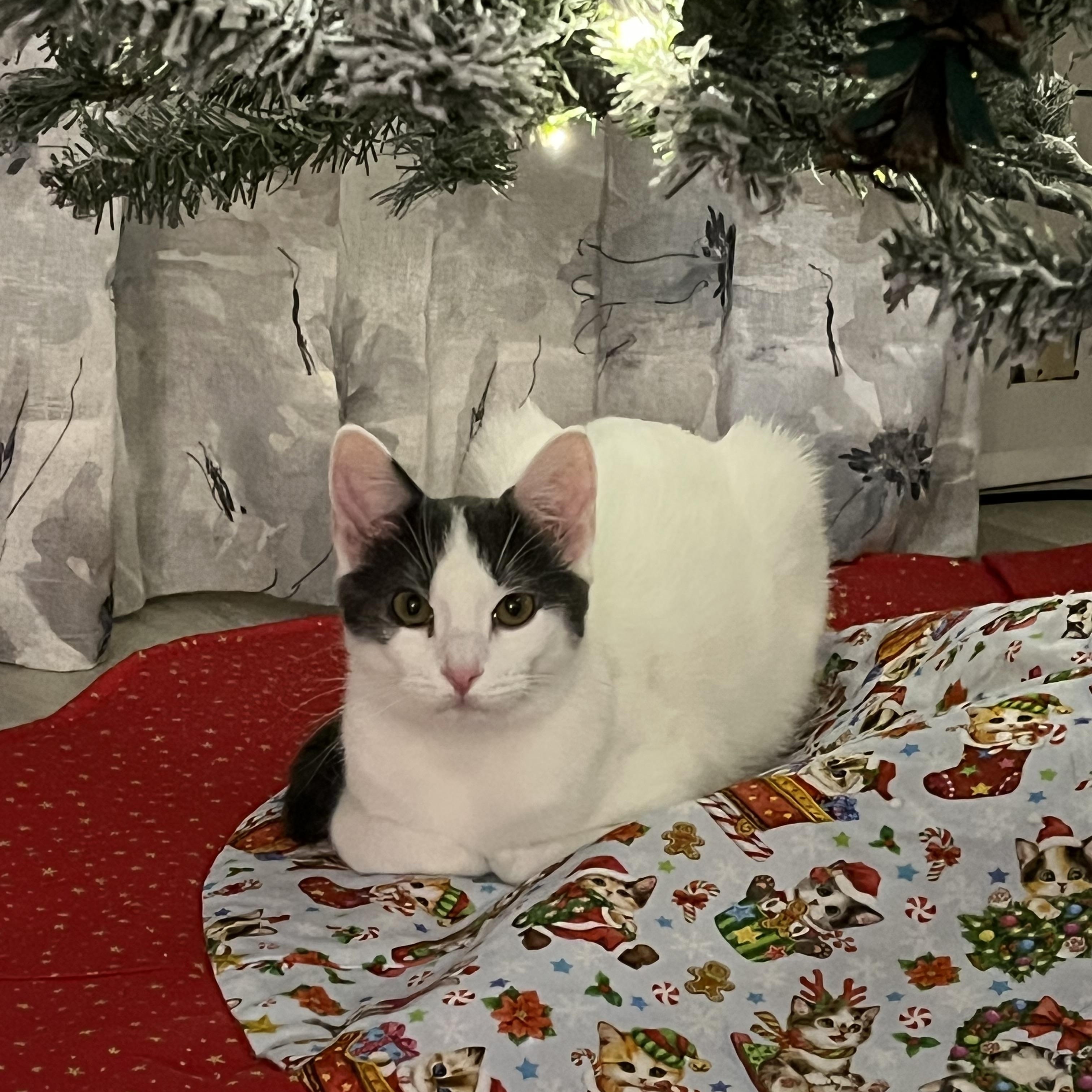 Casper, a Adoptable mixed breed in Massillon, OH image 6/6