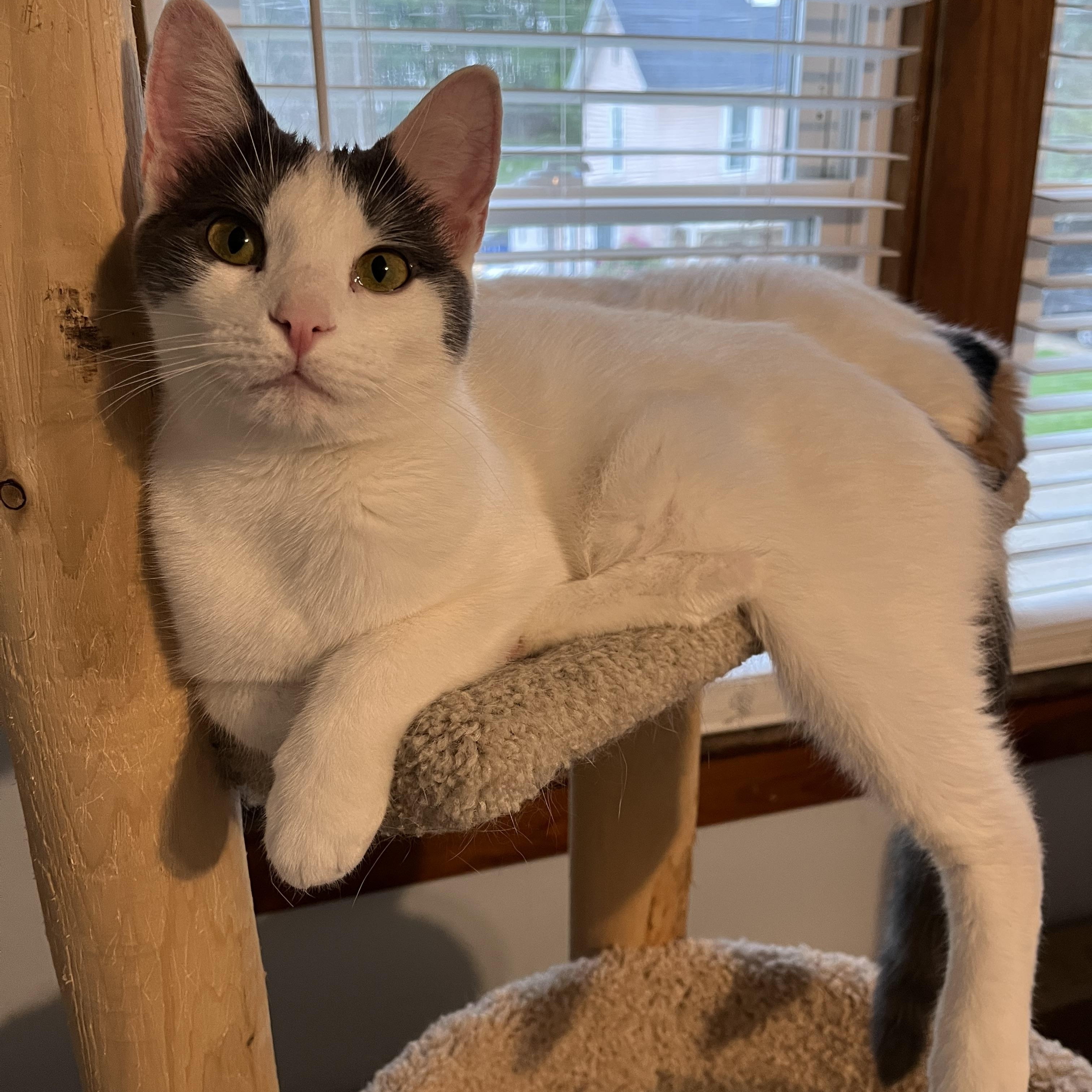 Casper, Adoptable, Young Male Domestic Short Hair.