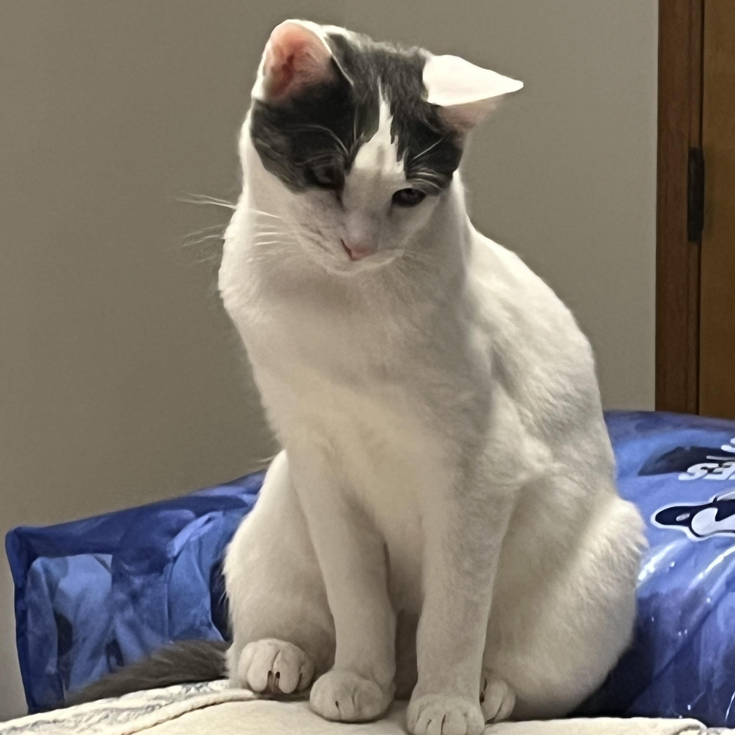 Casper, Adoptable, Young Male Domestic Short Hair.