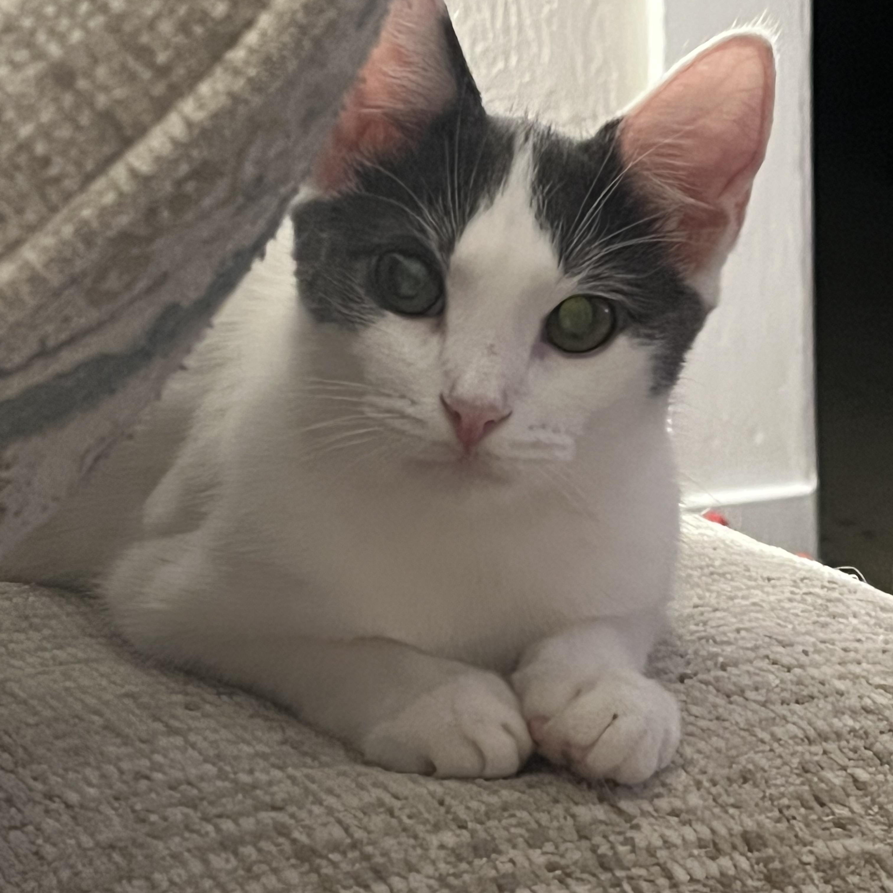 Casper, Adoptable, Young Male Domestic Short Hair.