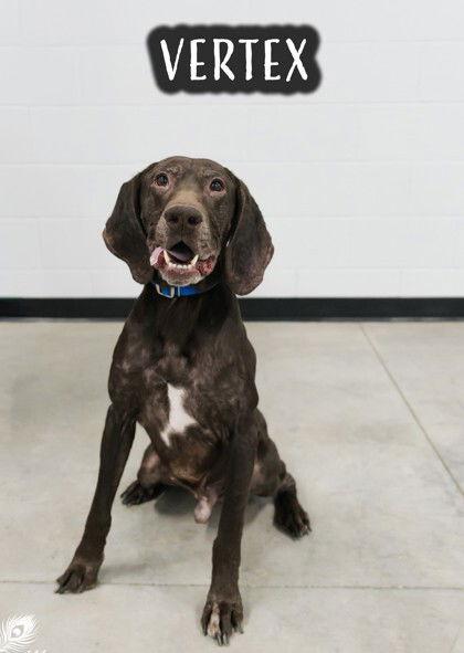 Vertex - Foster Needed!, Adoptable, Adult Male German Shorthaired Pointer.