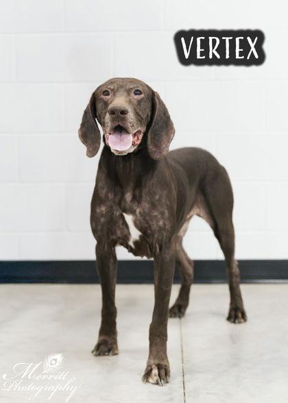 Enlarge Vertex - Foster Needed!, a Adoptable German Shorthaired Pointer in Omaha, NE image 2/2