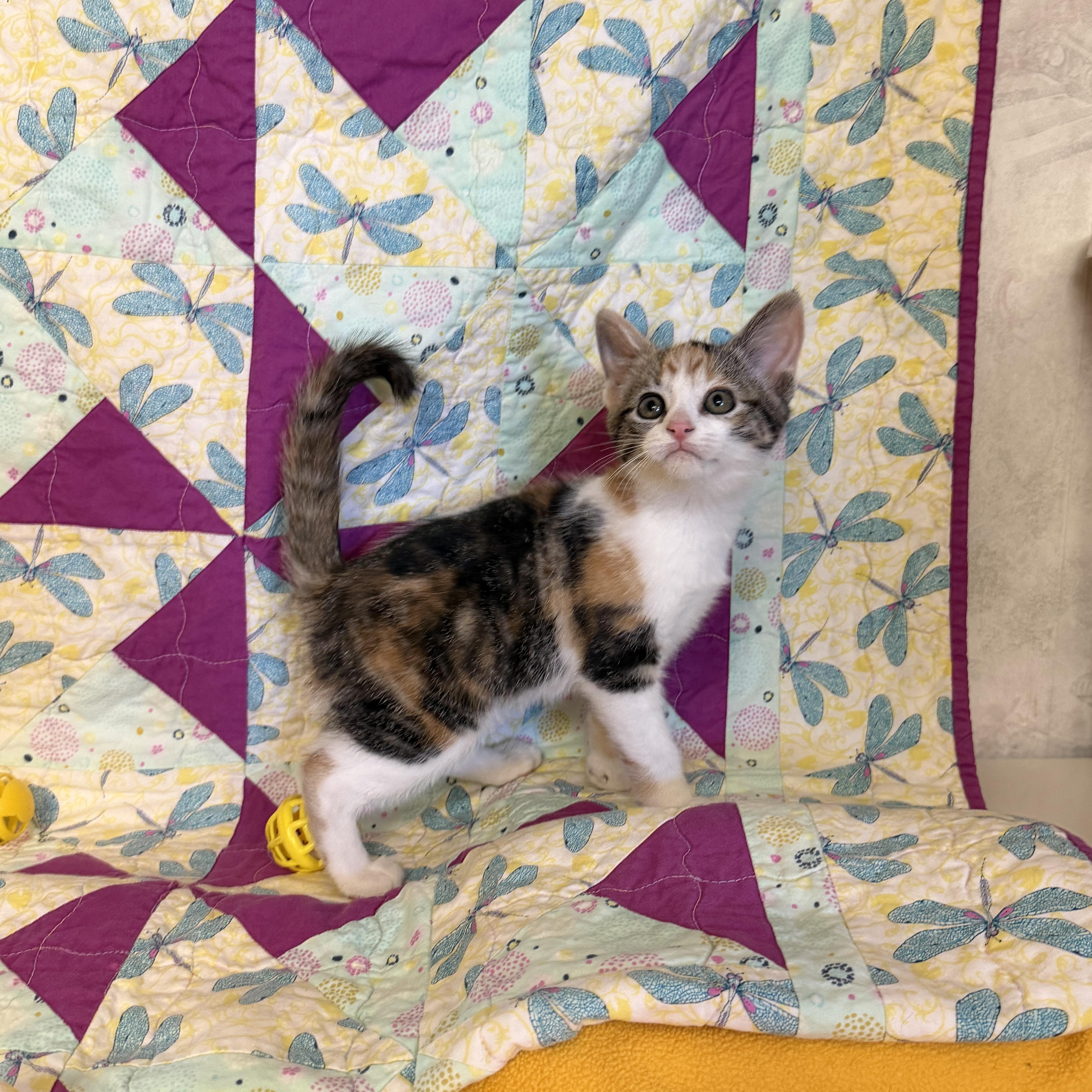 Enlarge Twilight Sparkle, an adopted Domestic Short Hair in St. Clair, MI image 1/1