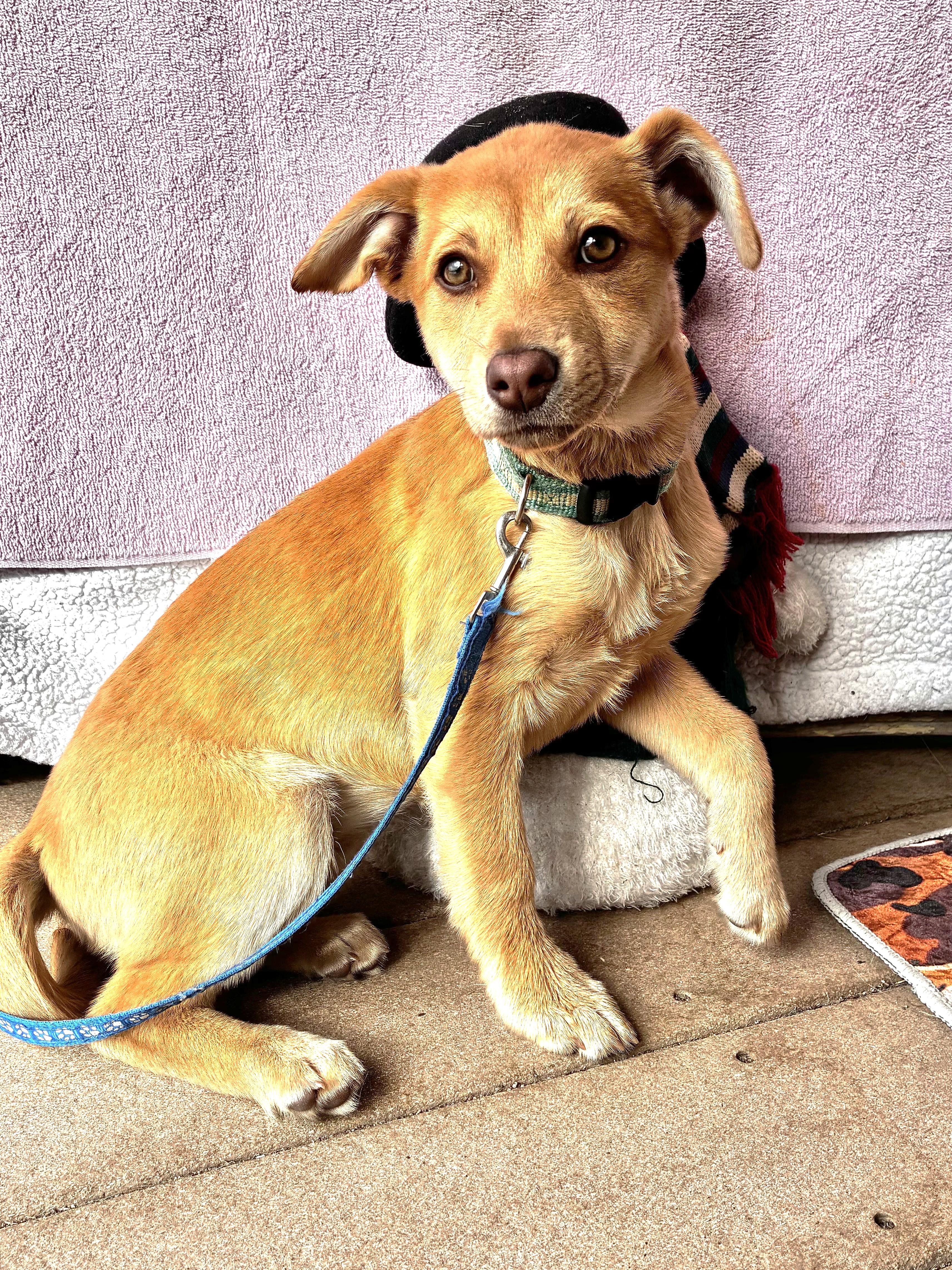 Lace, Adoptable, Puppy Female Shepherd.