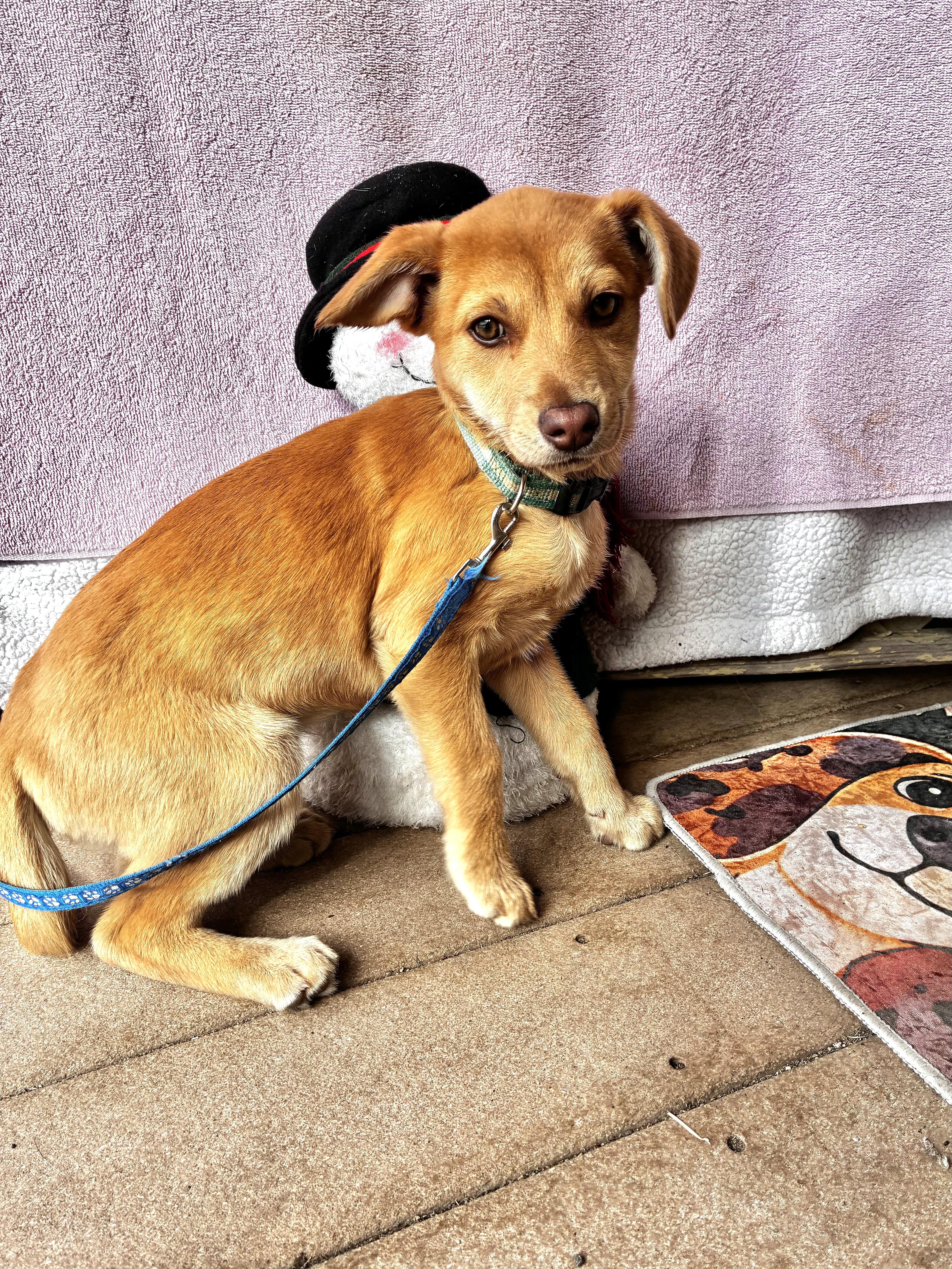 Enlarge Lace, a Adoptable mixed breed in West Chicago, IL image 3/3