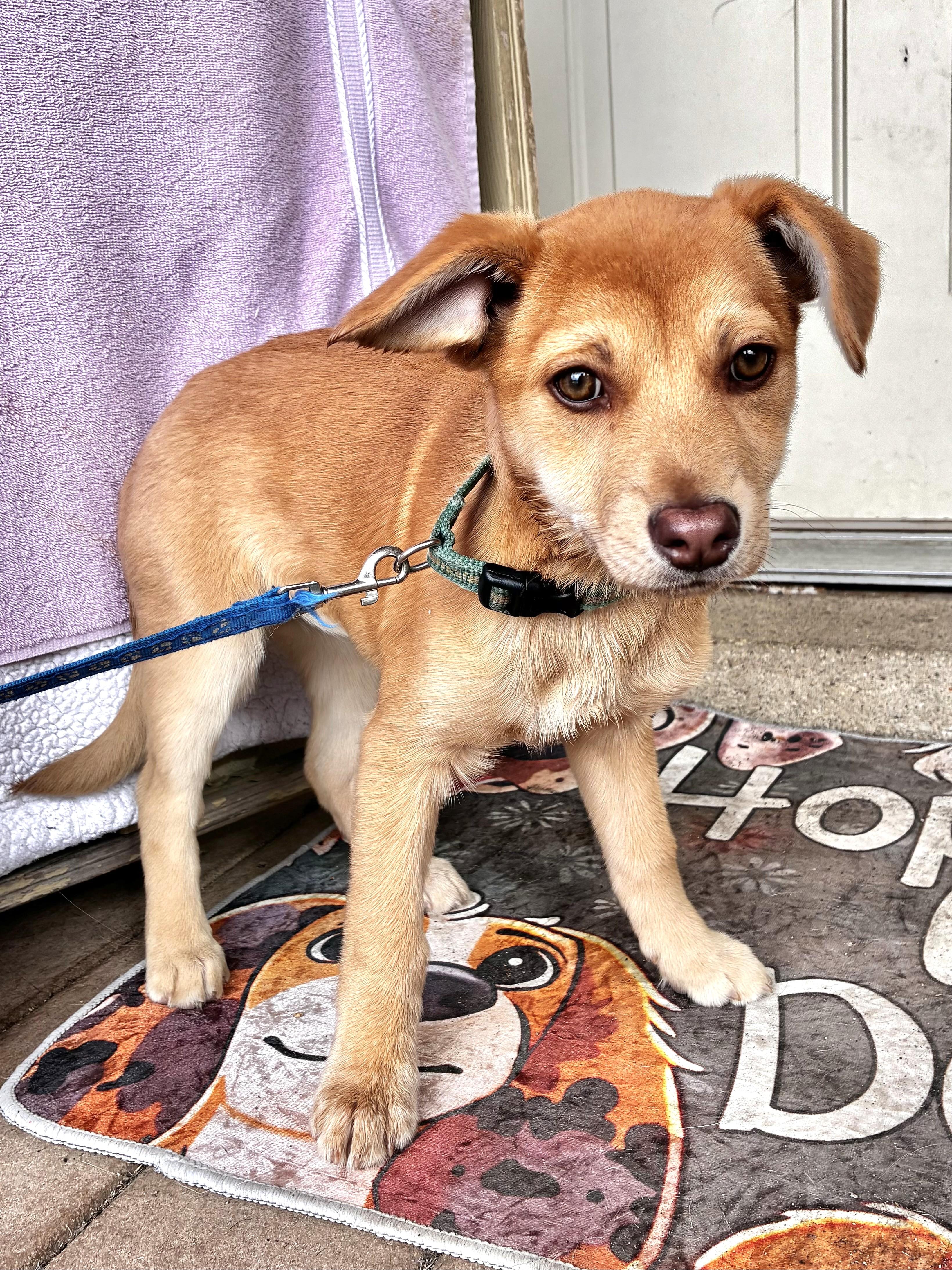 Enlarge Lace, a Adoptable mixed breed in West Chicago, IL image 2/3