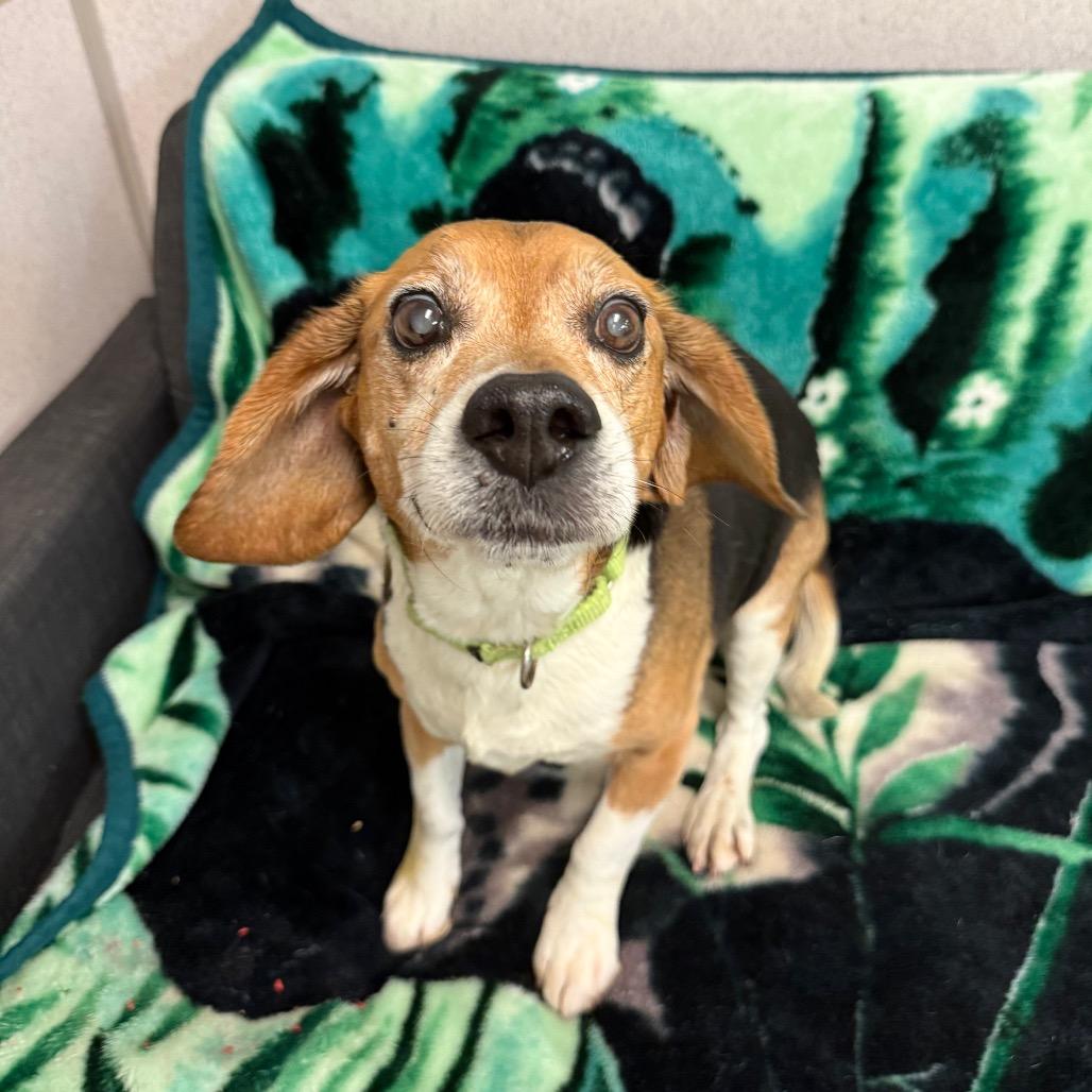 Jacob, Adoptable, Senior Male Beagle.