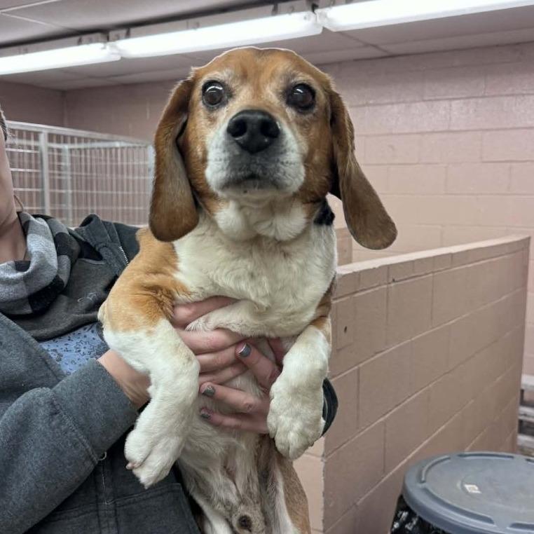 Enlarge Jacob, a Adoptable Beagle in Naperville, IL image 2/4