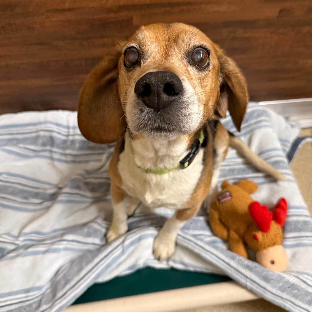 Enlarge Jacob, a Adoptable Beagle in Naperville, IL image 3/4