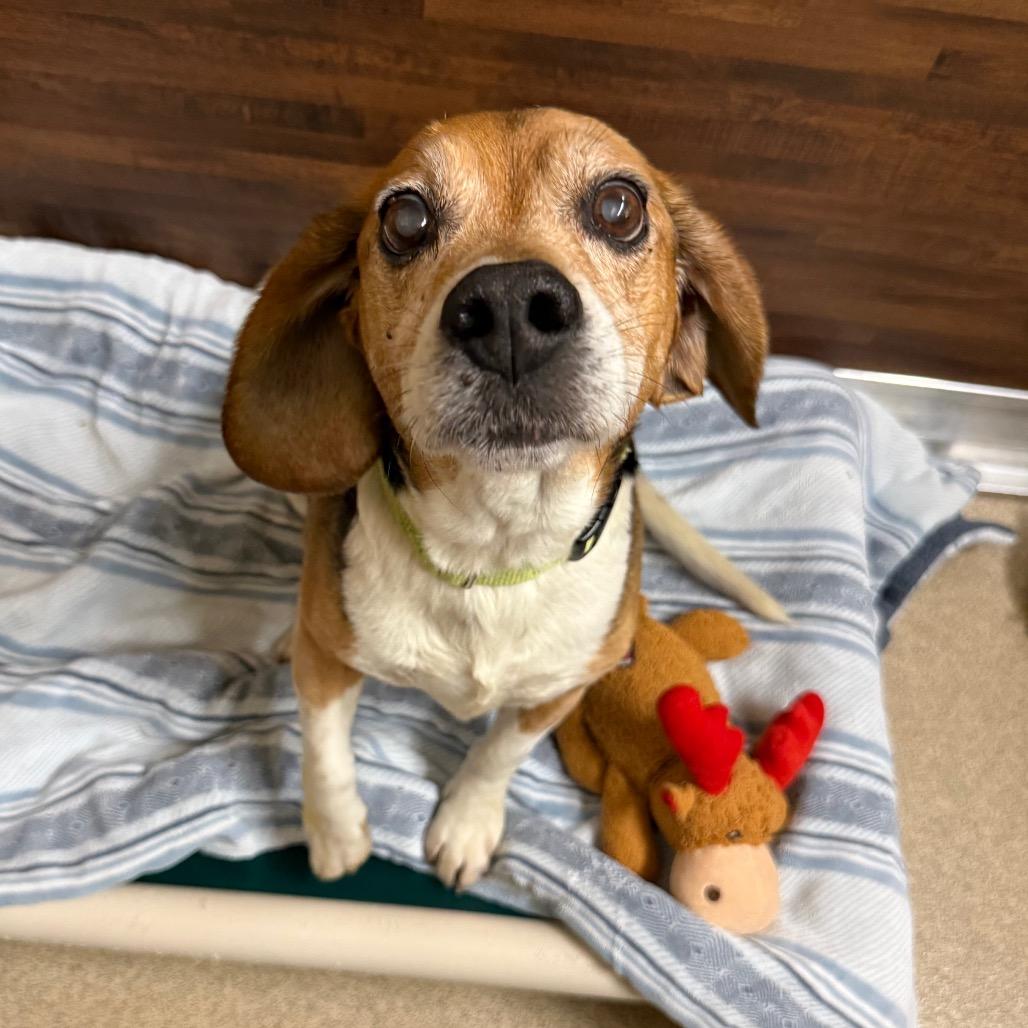 Enlarge Jacob, a Adoptable Beagle in Naperville, IL image 4/4
