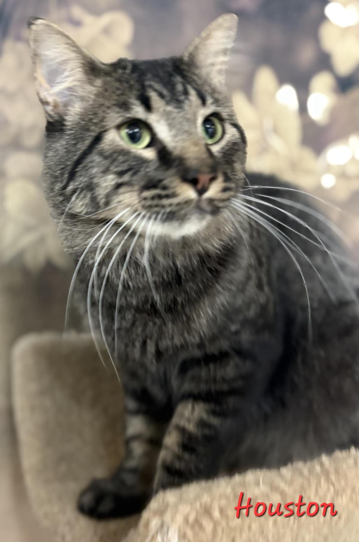 Enlarge Houston, an adopted Domestic Short Hair in Aurora, NE image 1/1