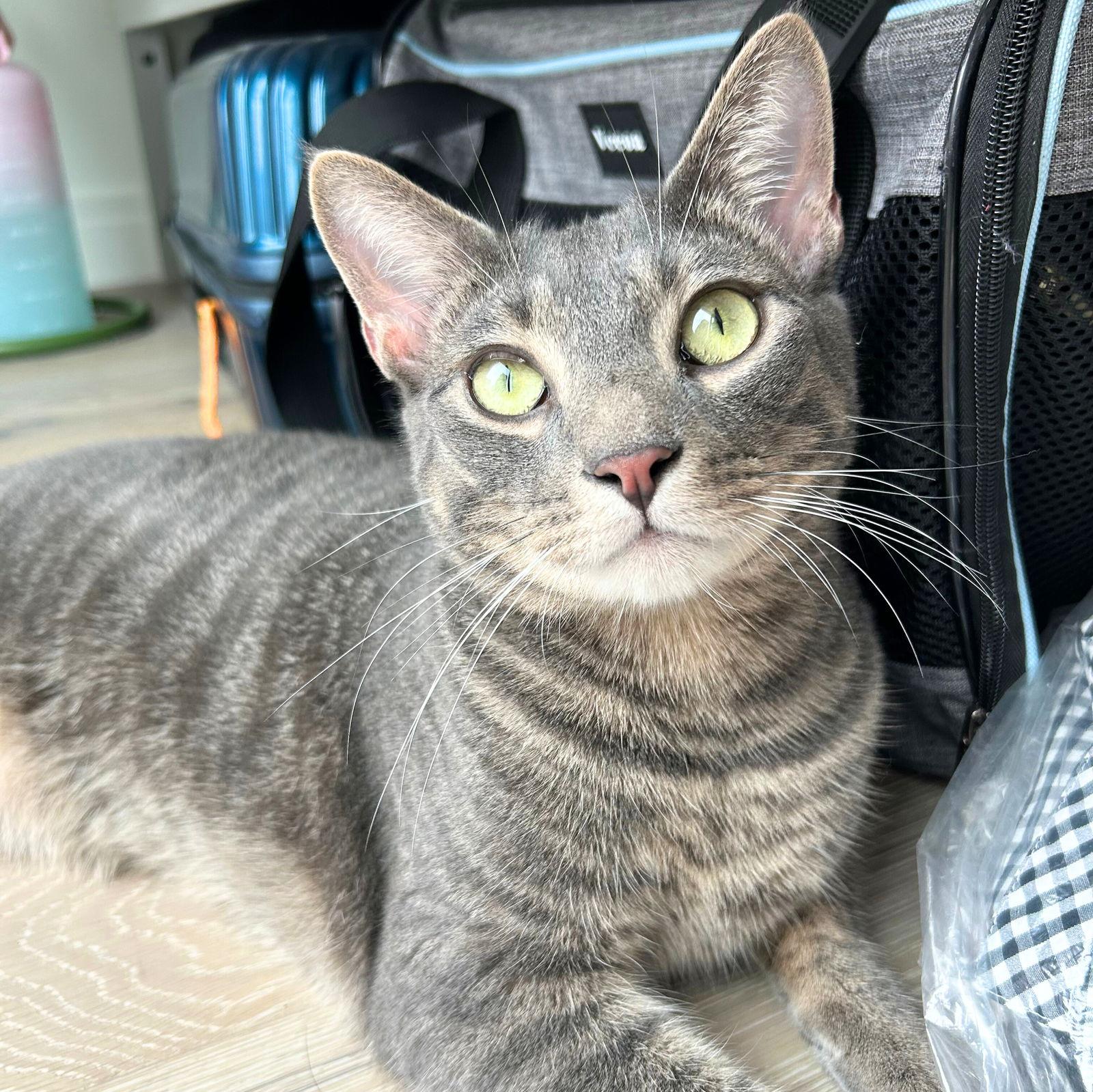 Cadbury & Peeps, Adopted, Adult Male Domestic Short Hair.